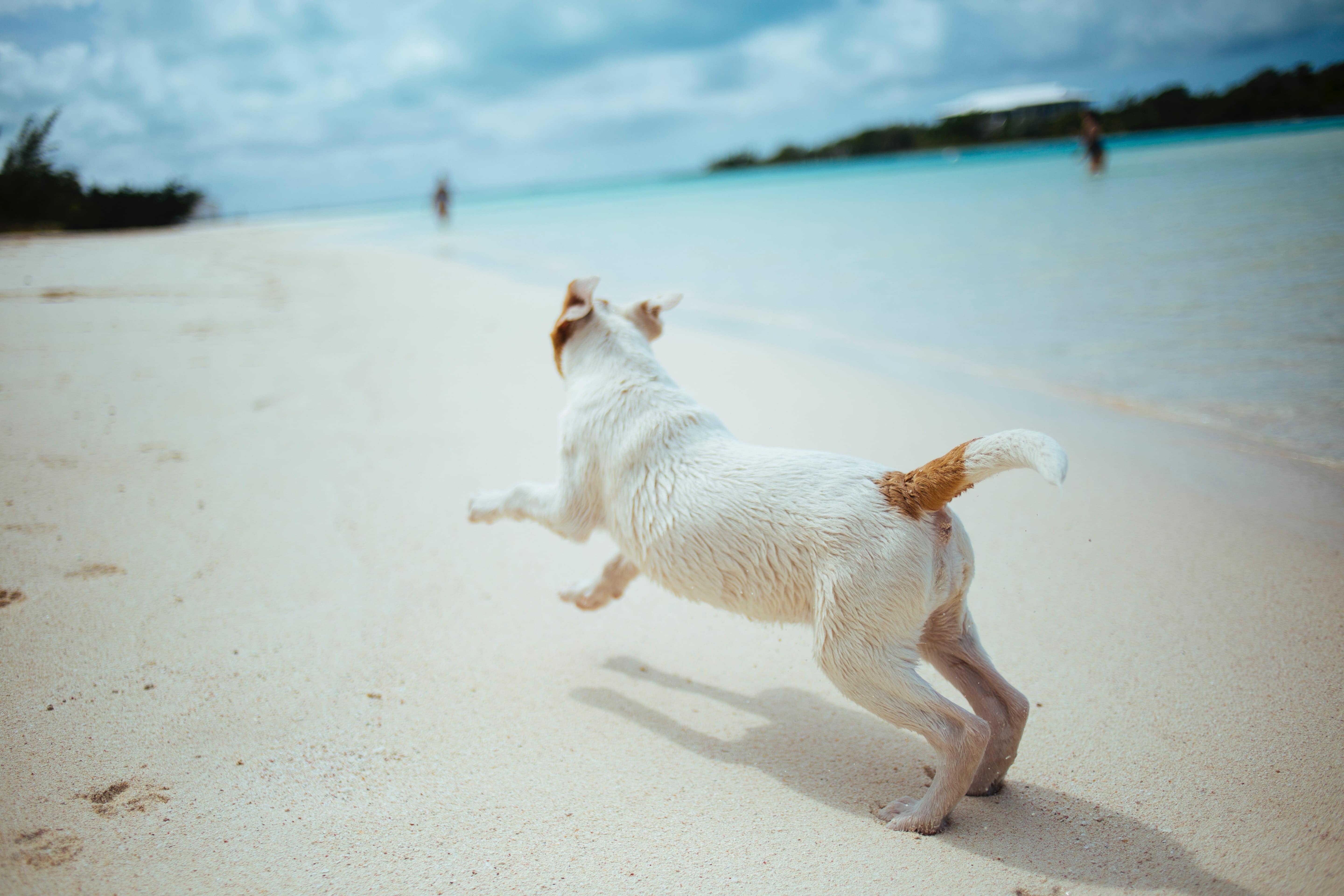 Hunden med på ferie, tips ferie hund