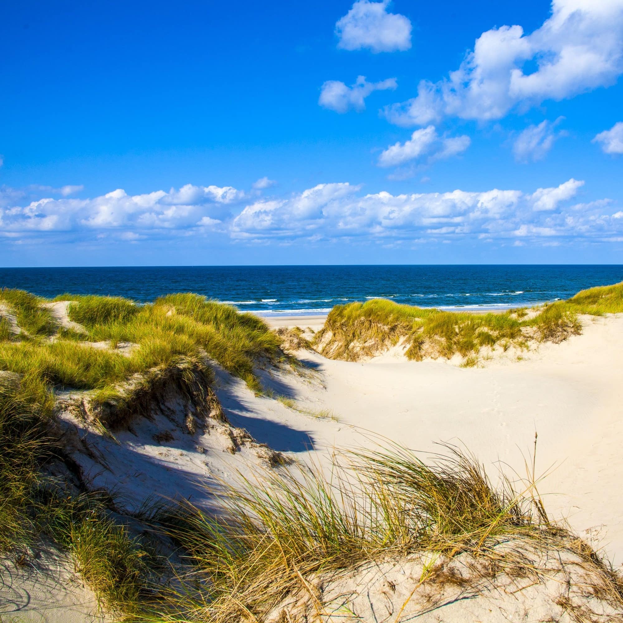 Klitter ved Vesterhavet.