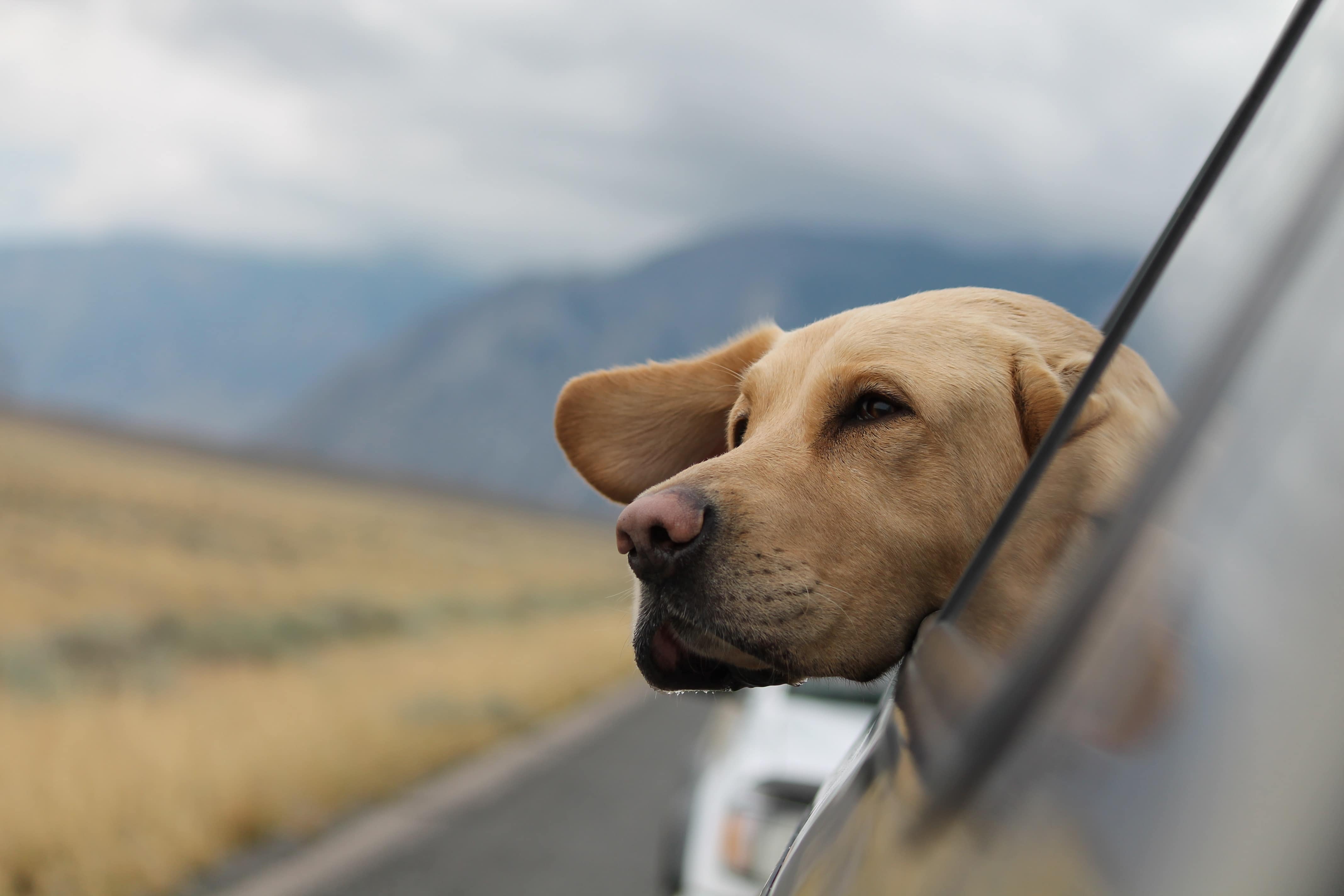 Vil rejse kæledyr? Tag på ferie med din hund
