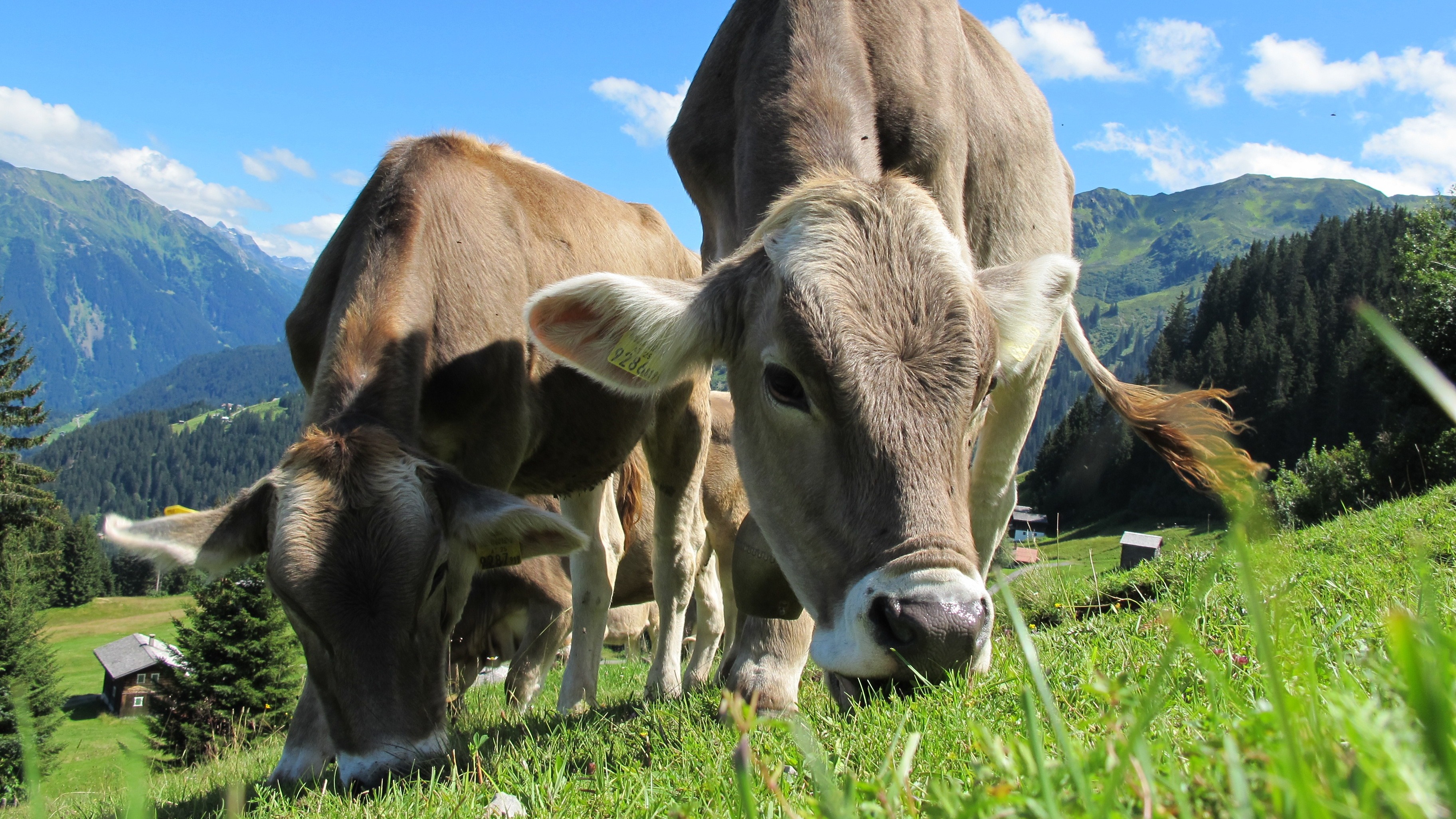 Zwischen Bräuchen und Bergen – Familienurlaub in Österreich