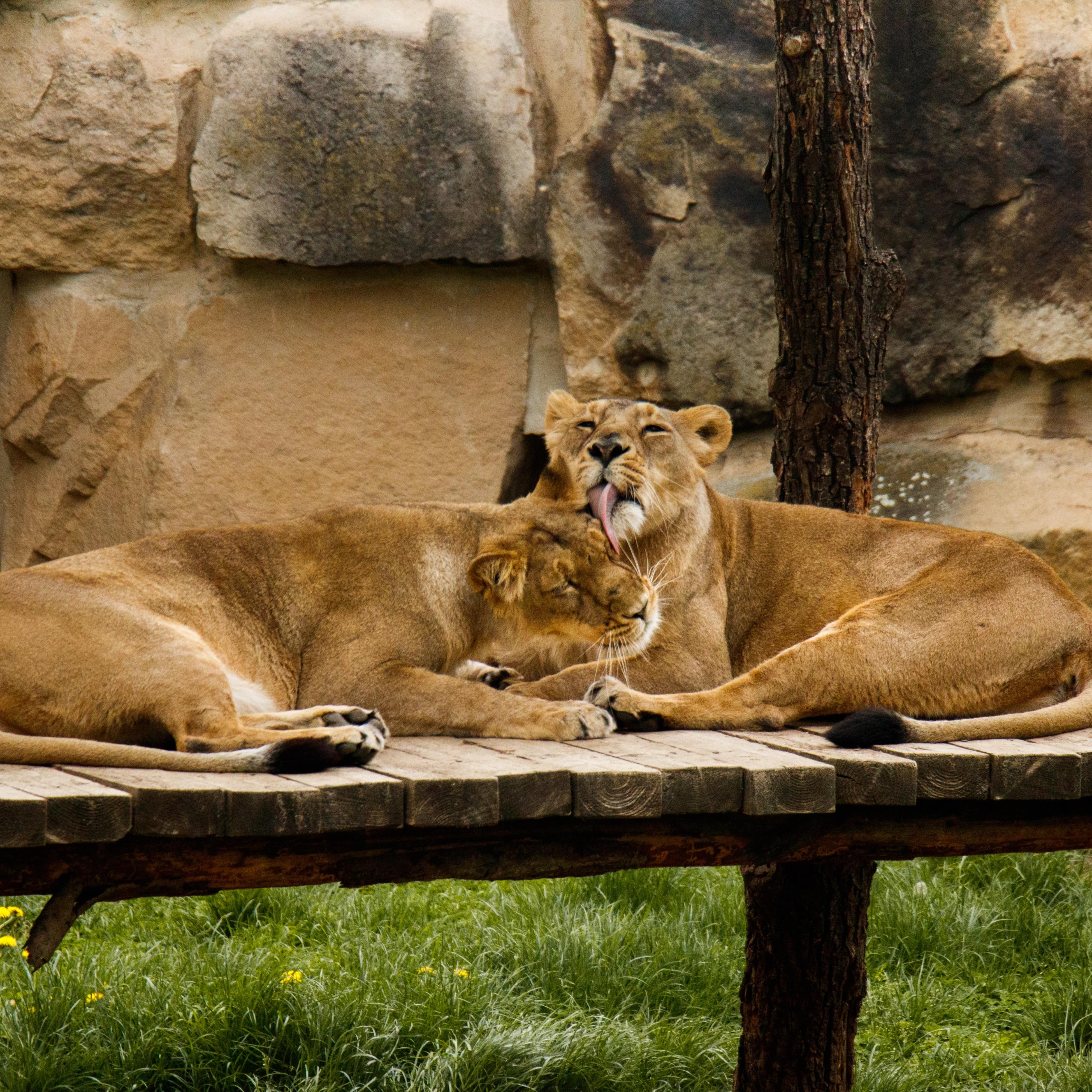 Two lions sitting on a wooden perch at the Lion Habitat Ranch