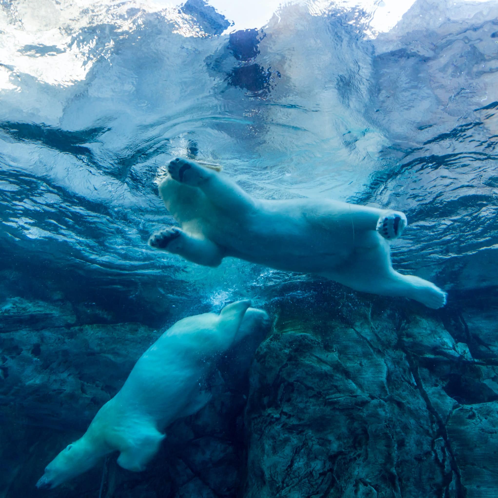 Underwater view of two polar bears swimming at Assiniboine Park Zoo in Winnipeg, Manitoba, CA