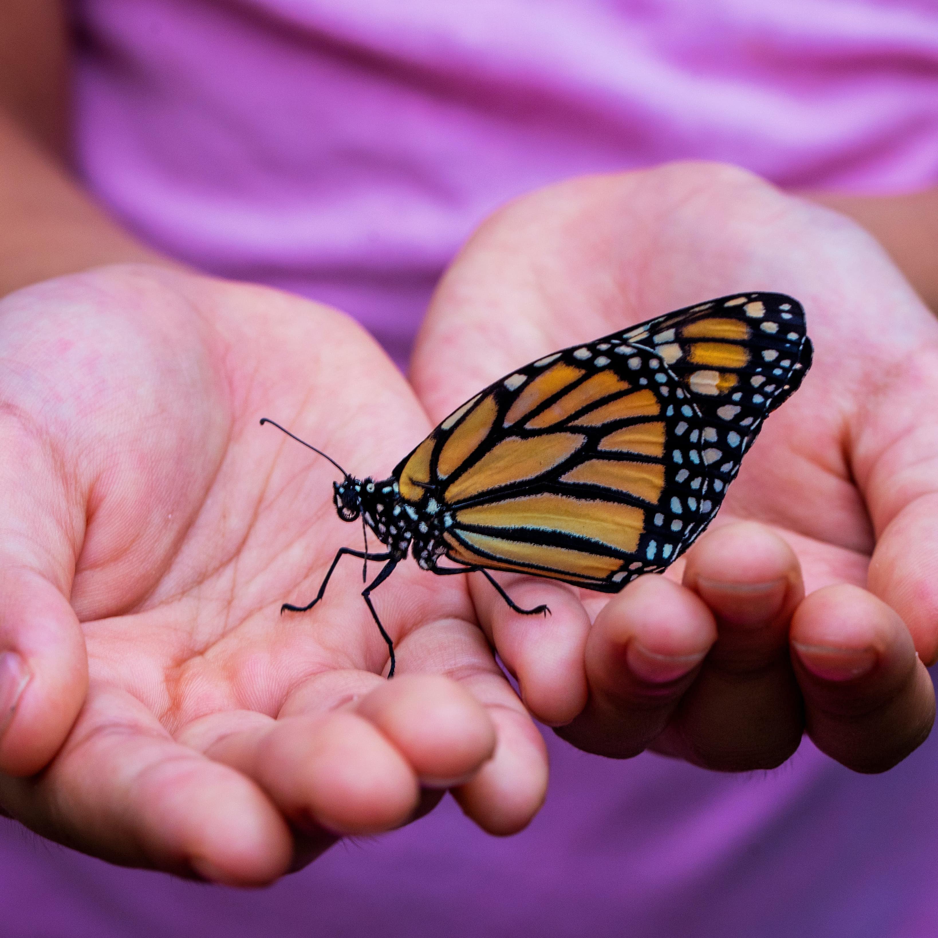 Child's hands holding an orange and black butterfly