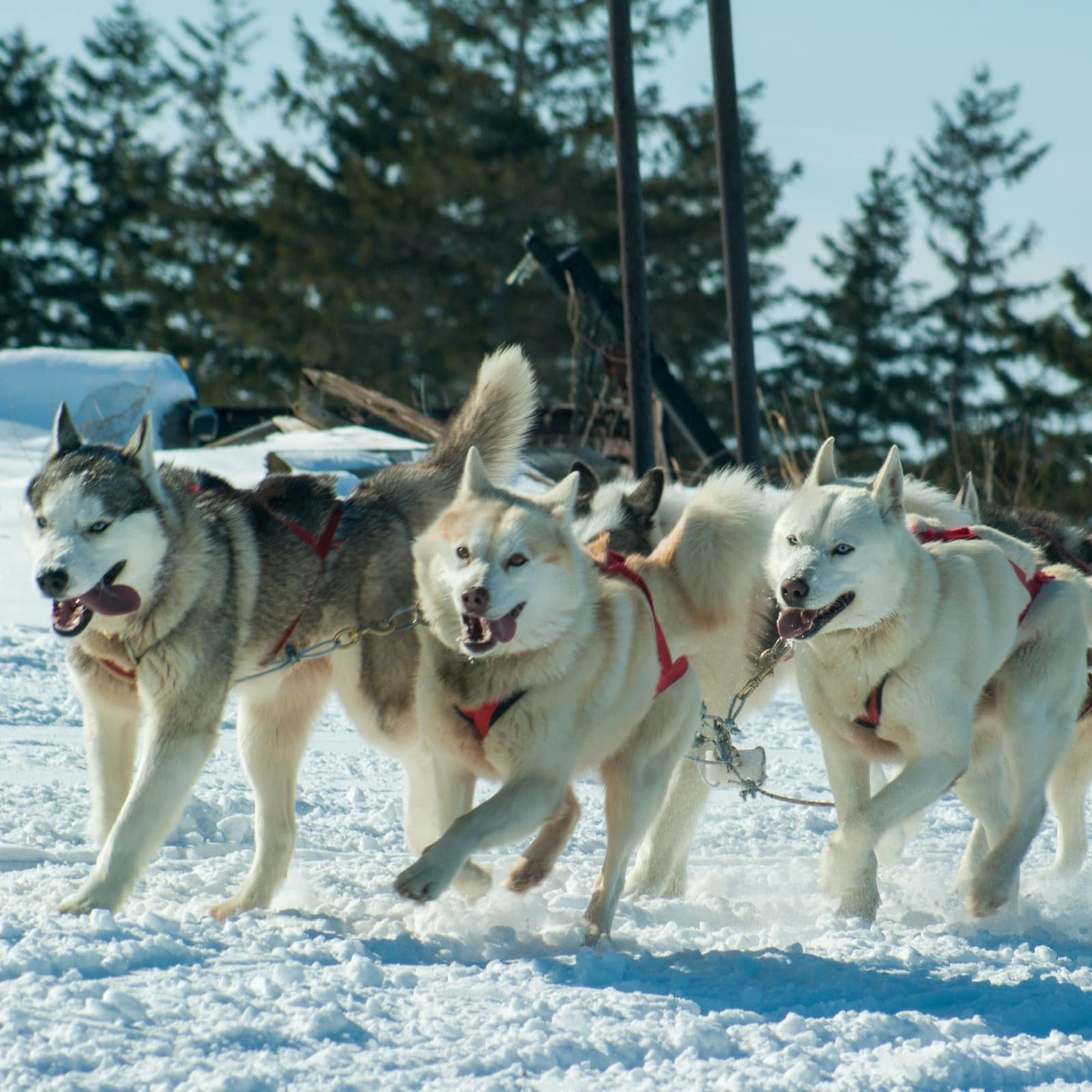 Running dogslep team in the snow