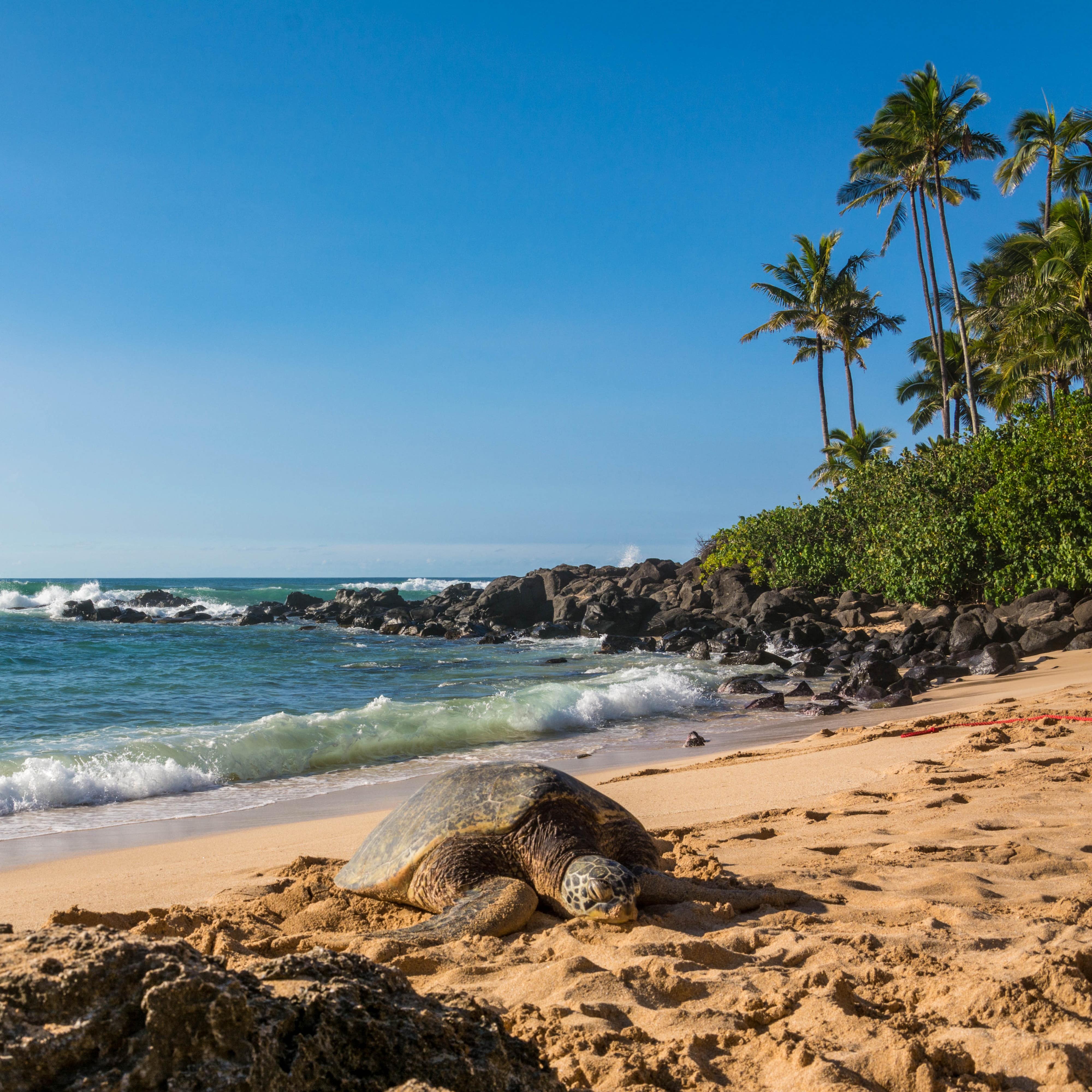 Large sea turtle on the sandy beach with the ocean and palm trees in the background