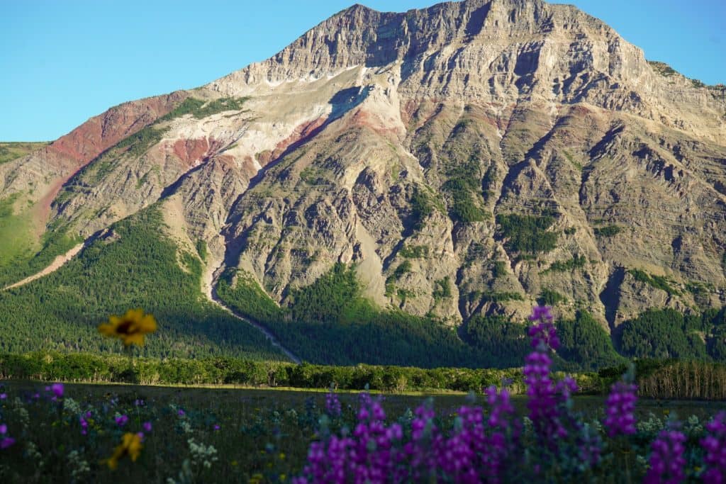 Tulip Farms, Lavender Fields & Flower Festivals in Canada