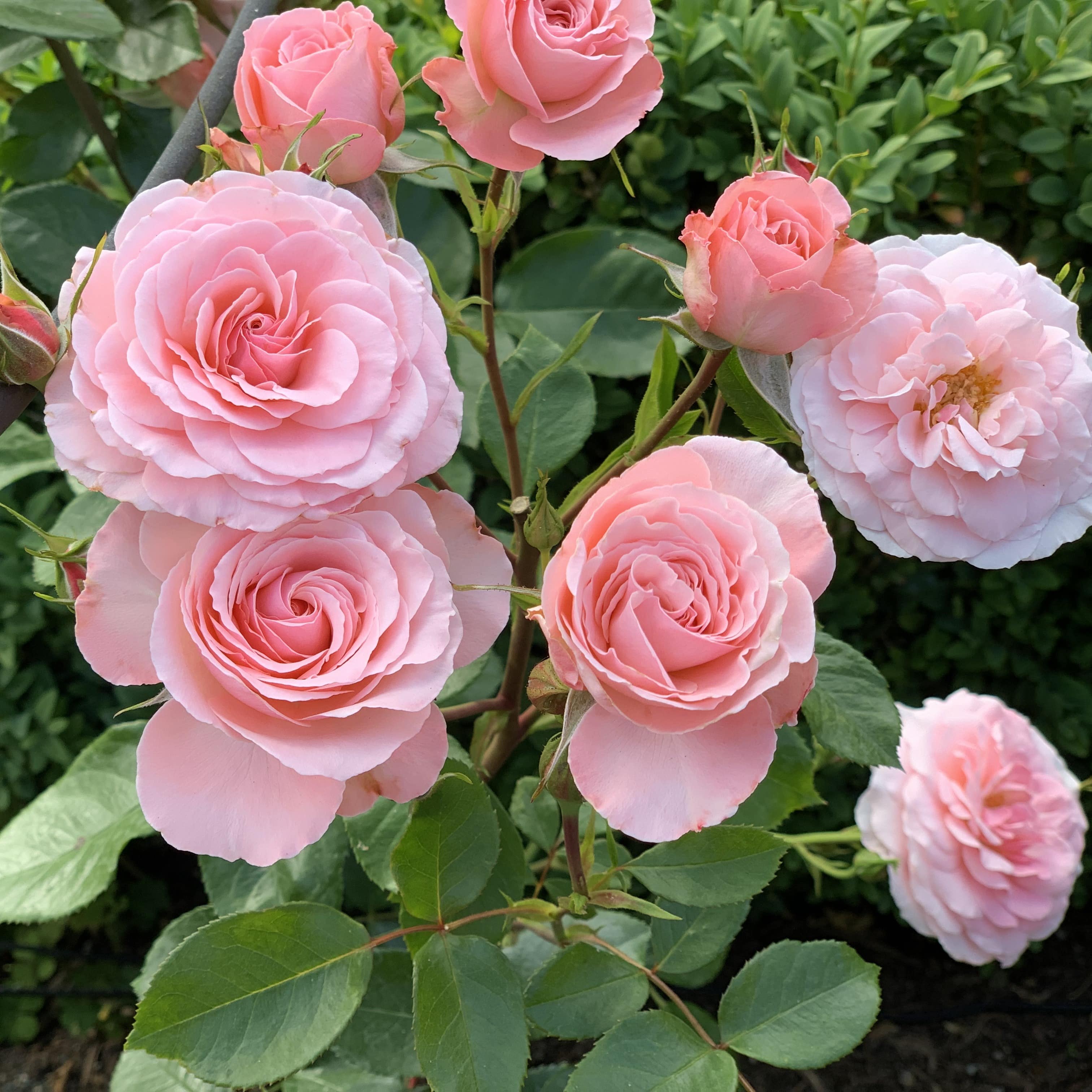 A perfectly beautiful bunch of coral pink roses in a garden