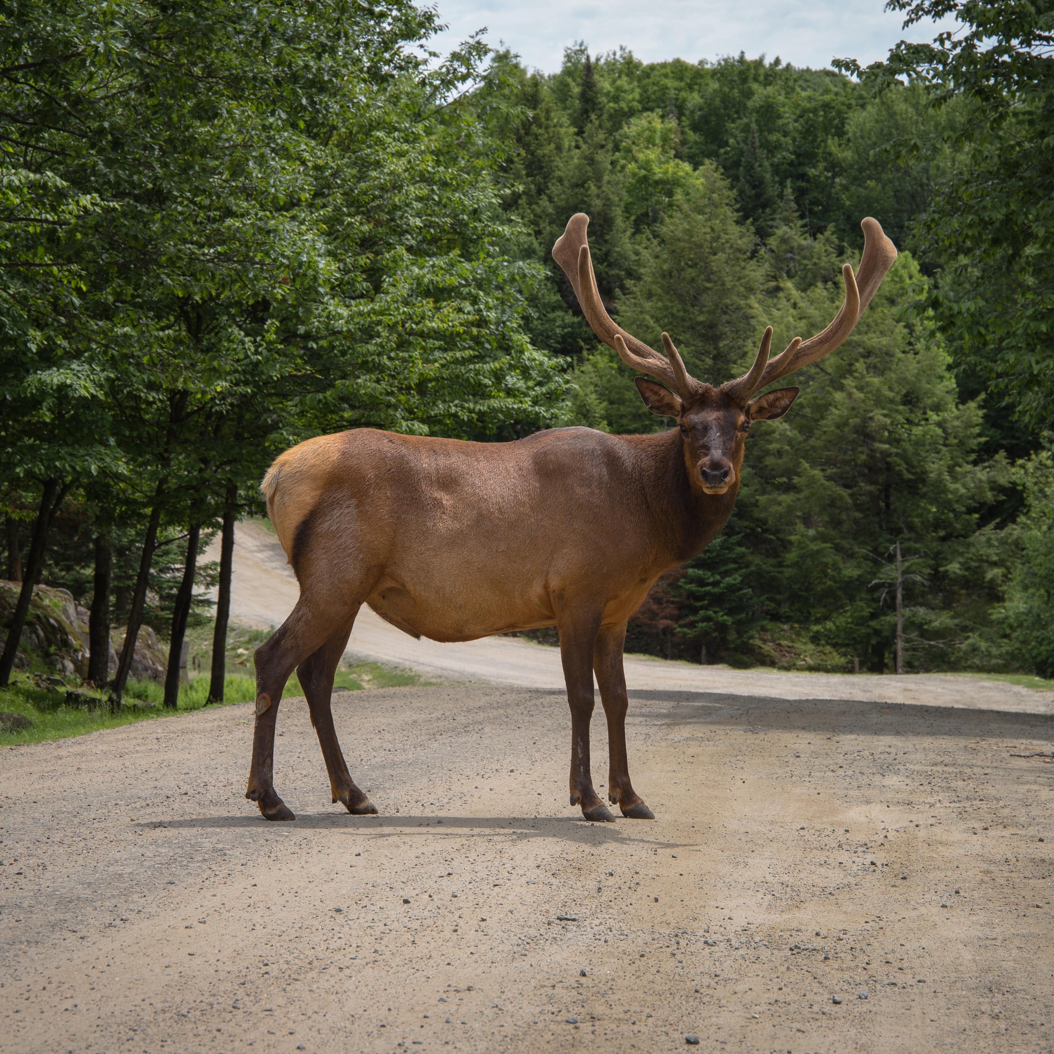 Deer standing in the road of Parc Omega in Montebello with fully grown trees in the background