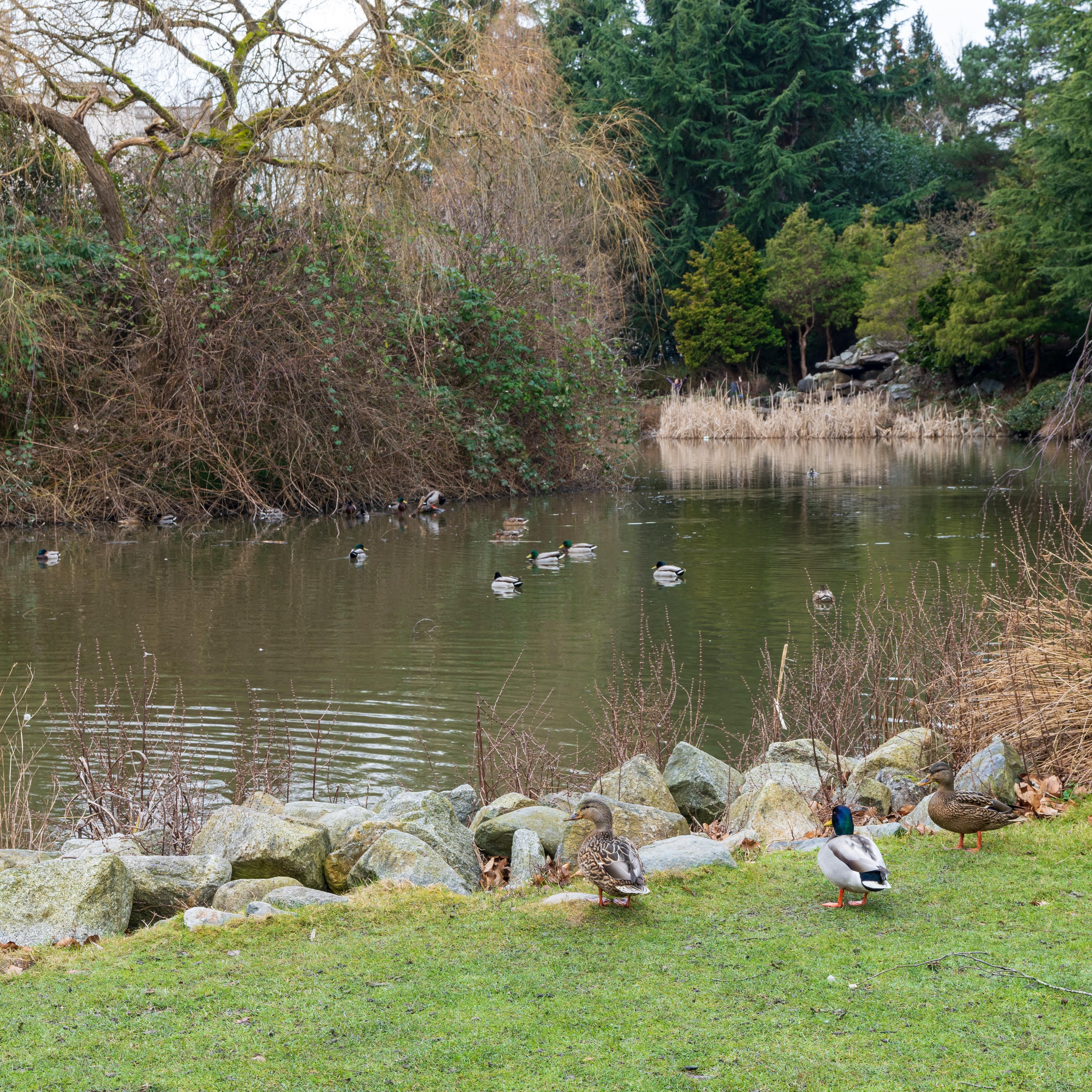 Wild birds in Minoru Park. Richmond, BC, Canada