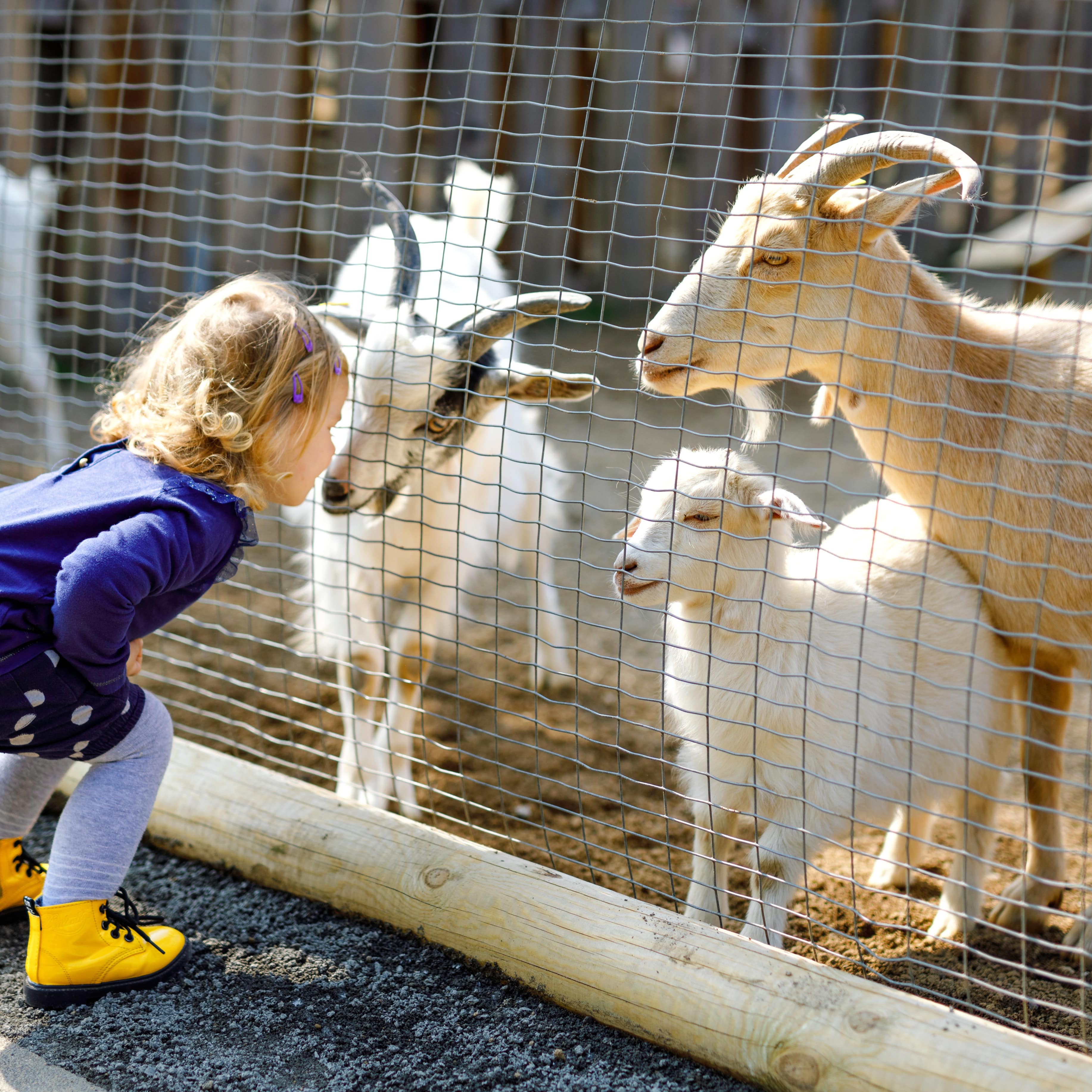 Little girl looking at goats