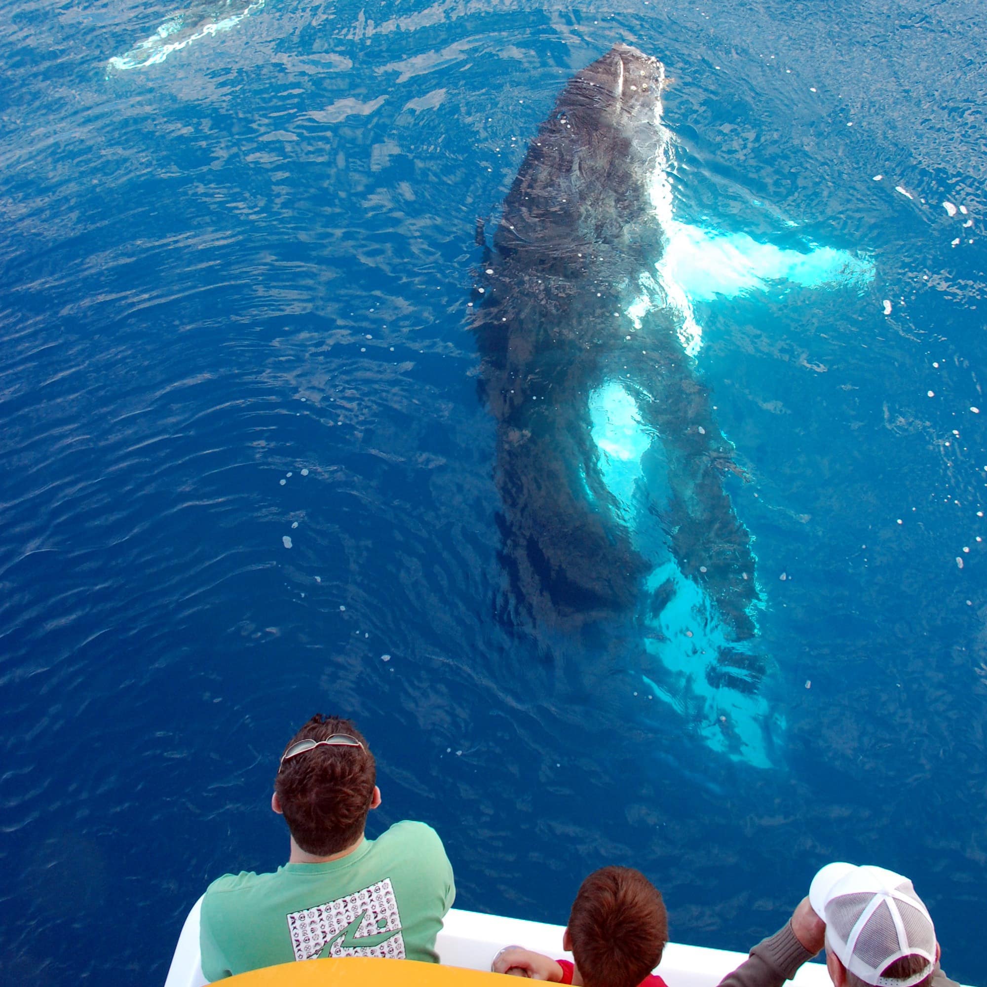 People on a whale watching trip with whales very close
