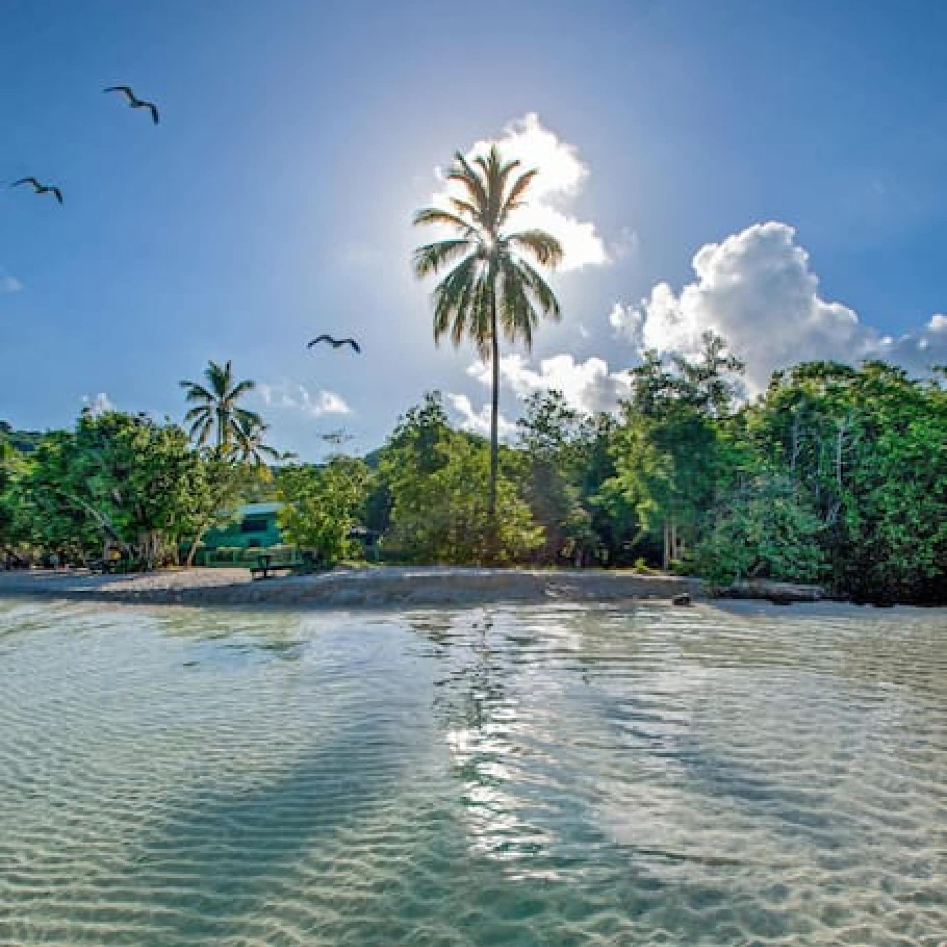 Tall palm tree with sun shining behind it and a rippling sea in the forefront on the Estate Peterborg, St. Thomas, U.S. Virgin Islands