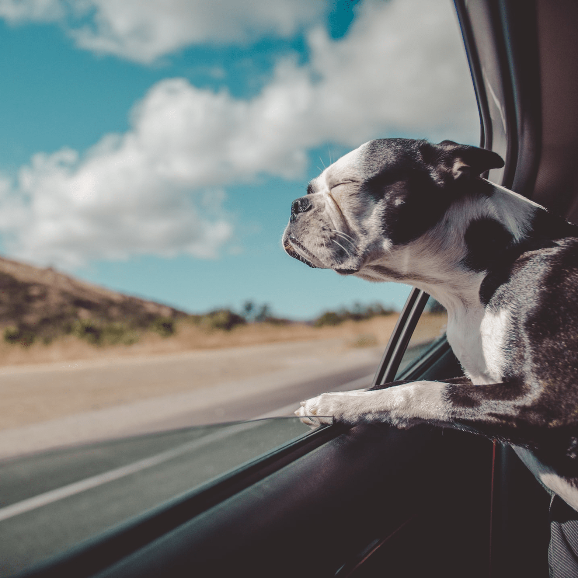 Pet friendly staycations