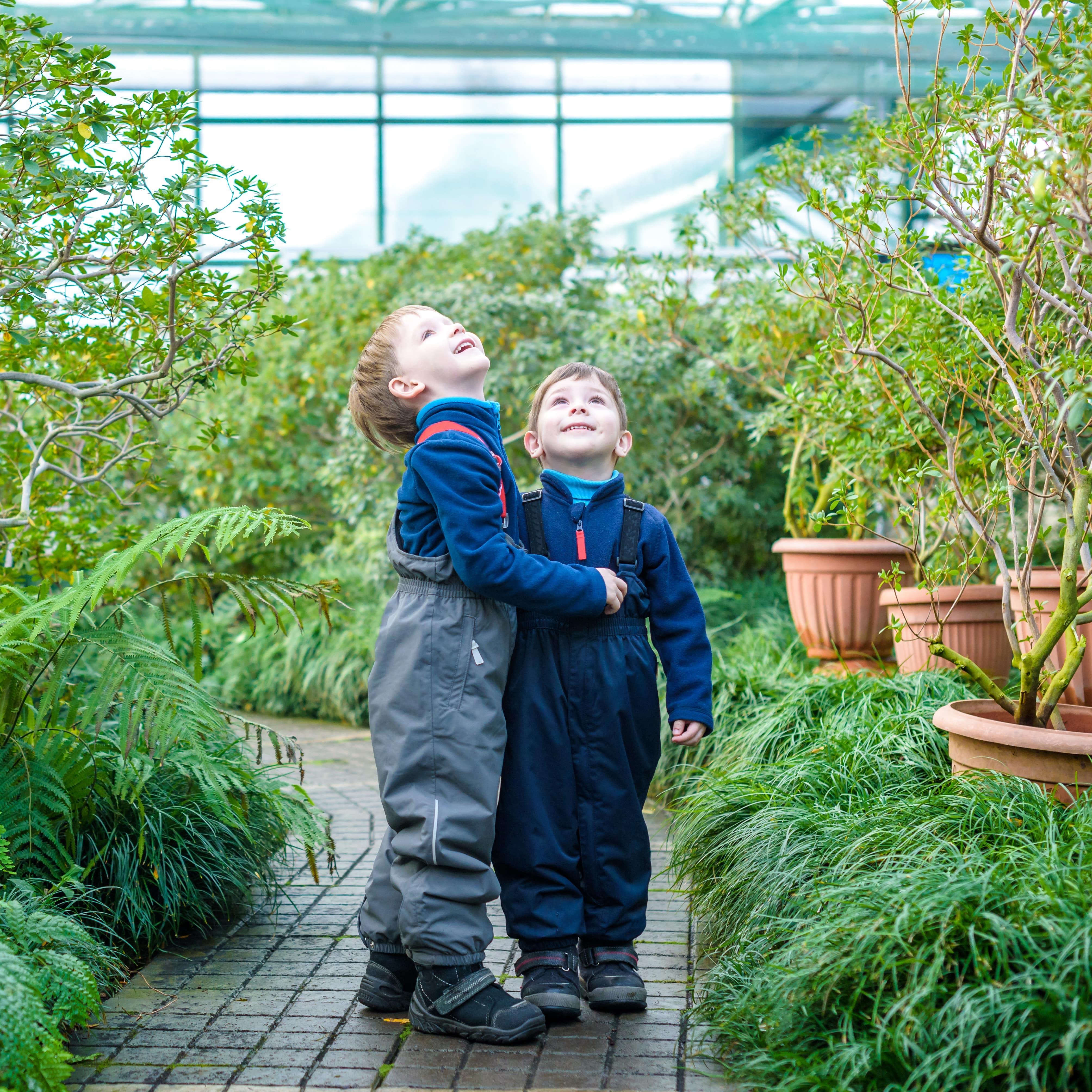 Little boys looking at ceiling of a greenhouse