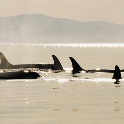 Pod of killer whales surfacing along the coast