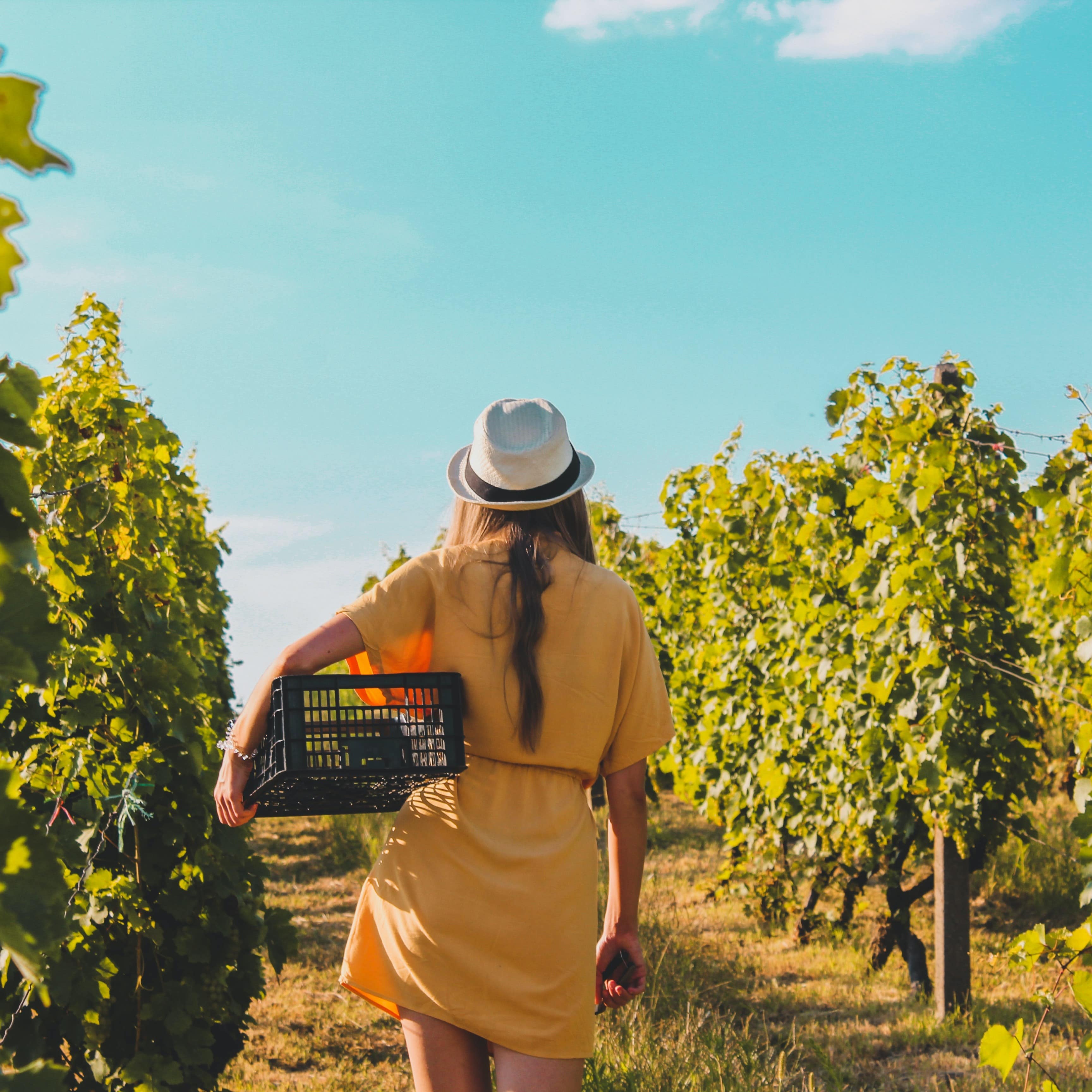 Woman walking down the aisle in vineyard