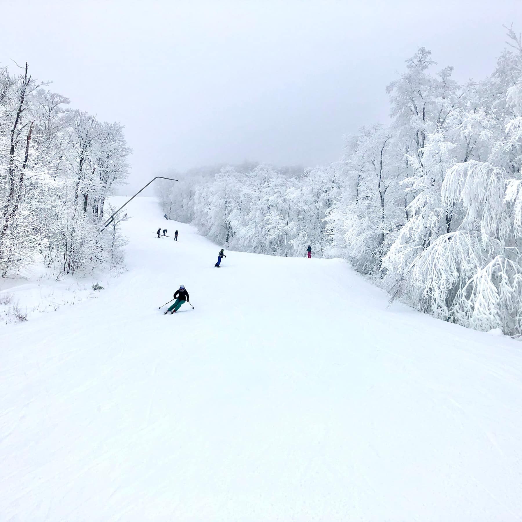 Skiers riding down a long stretch of slope with snow-covered trees on wither side