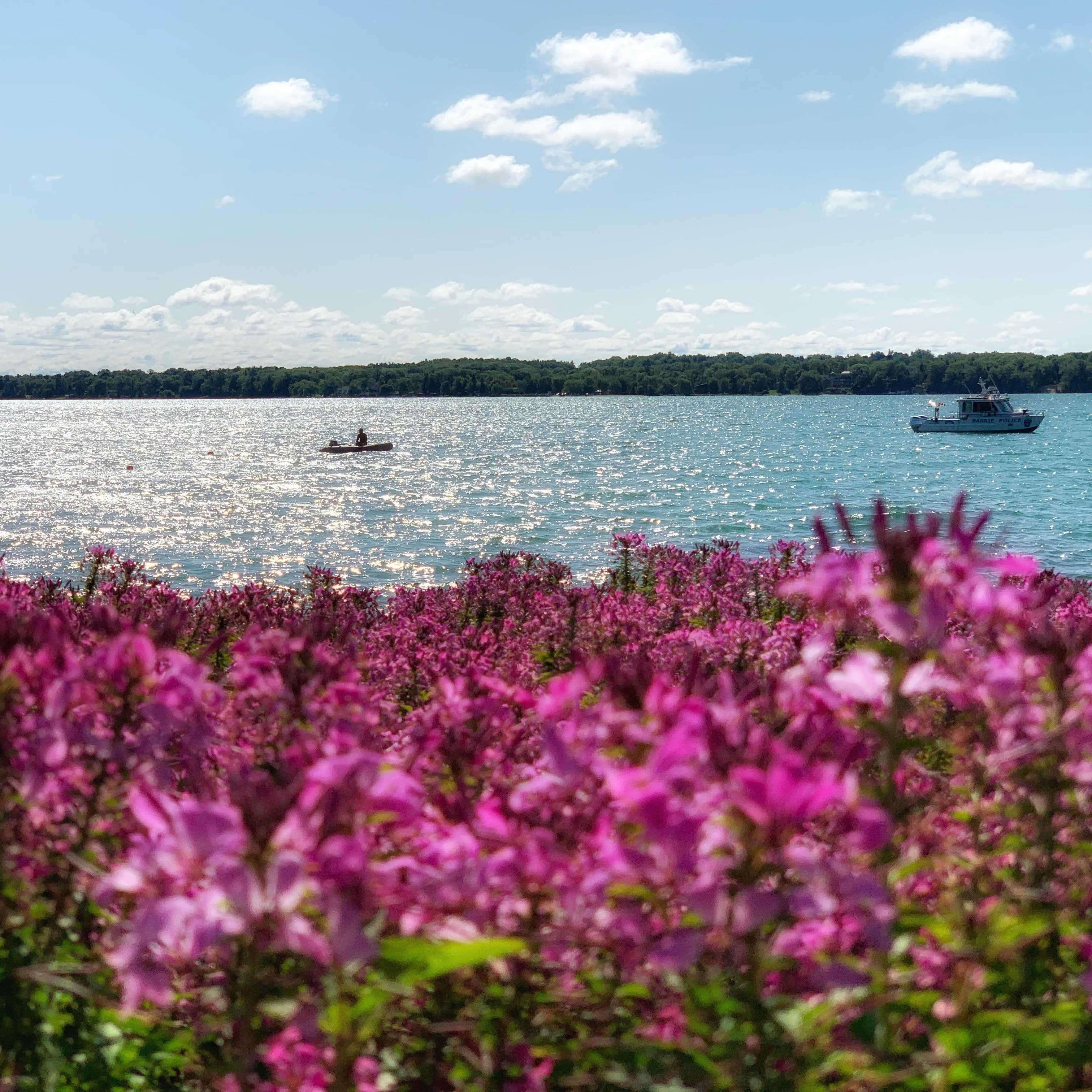 View of people on boats on Lake Simcoe among pink flowers in the foreground