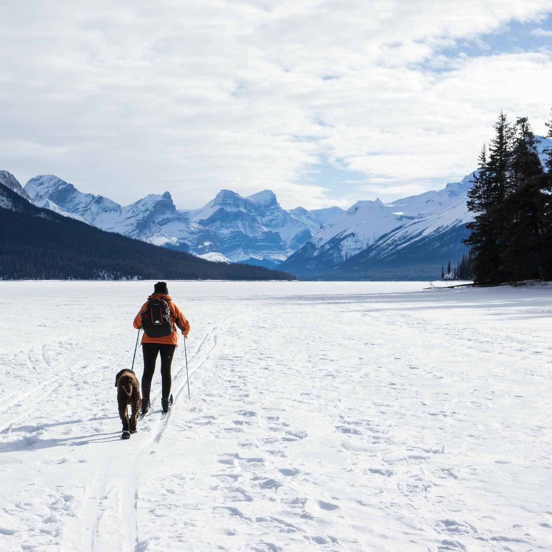 Skier and dog crossing frozen Maligne Lake in Jasper, Alberta