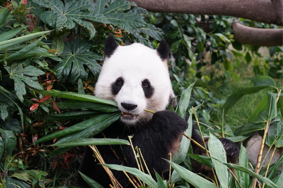Visit the San Diego Zoo from your couch!
