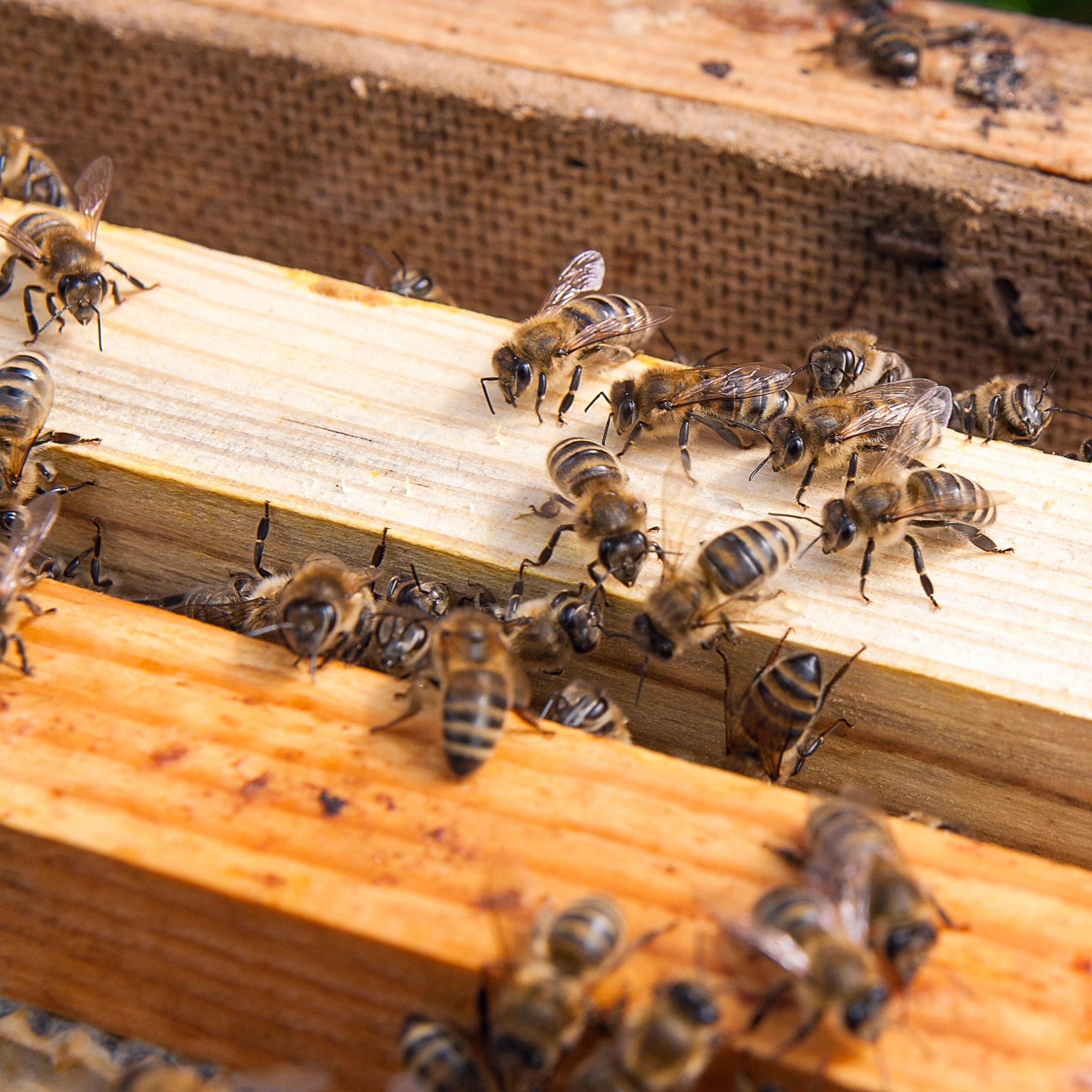 Close up view of the bees swarming on a honeycomb