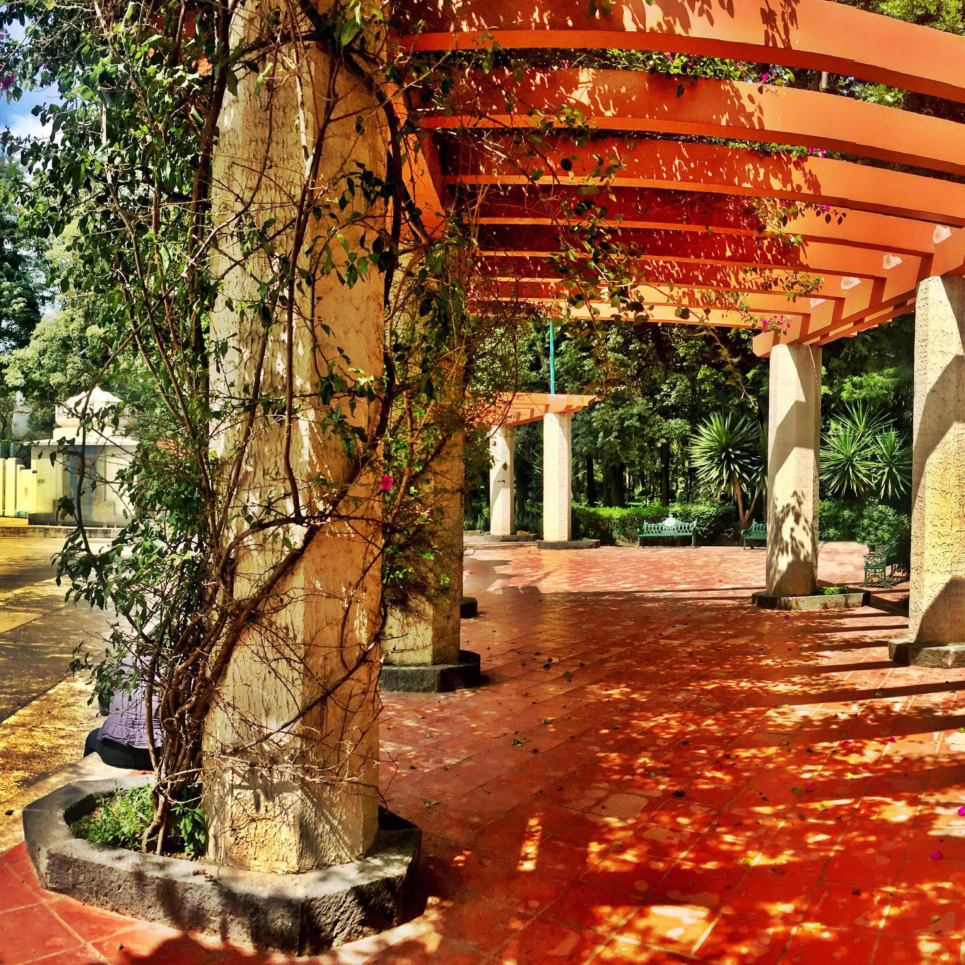 A beautiful garden with columns covering a paver walkway