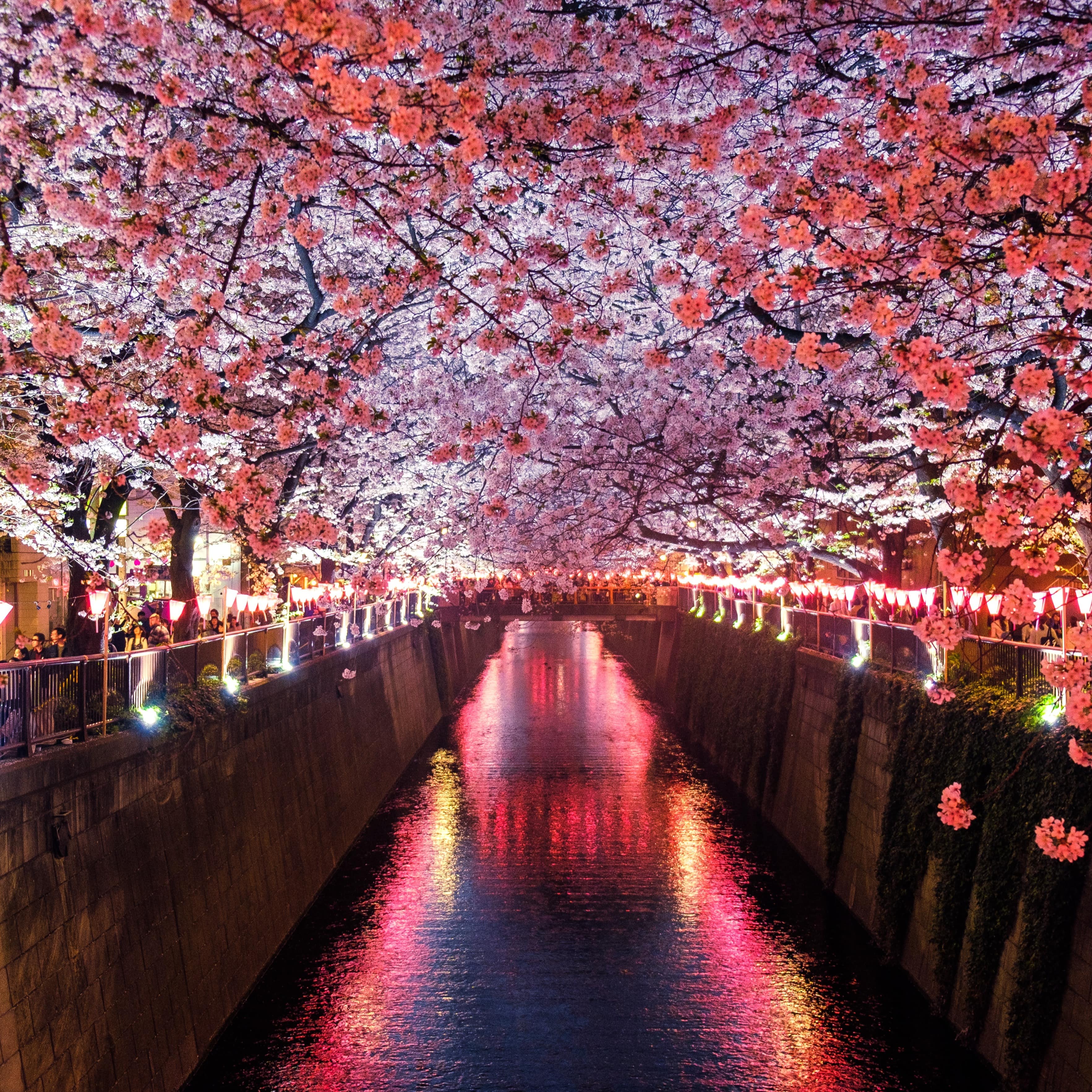A canal surrounded by beautiful cherry blossoms and outdoor seating