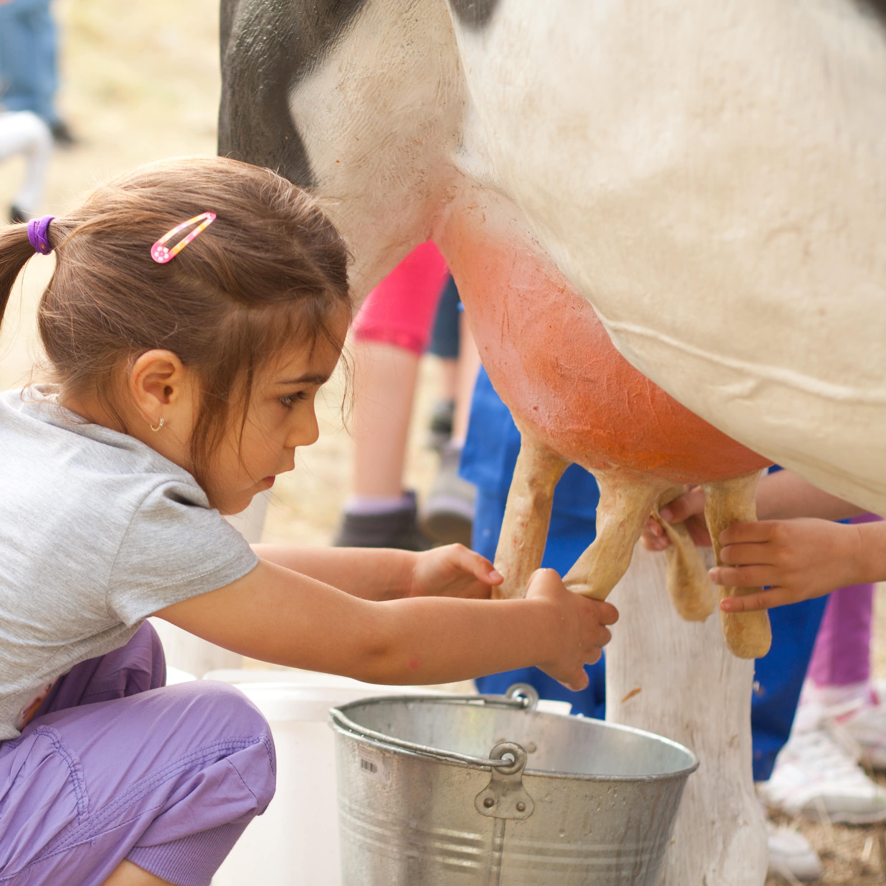 Young girl milking a cow at farm demonstration