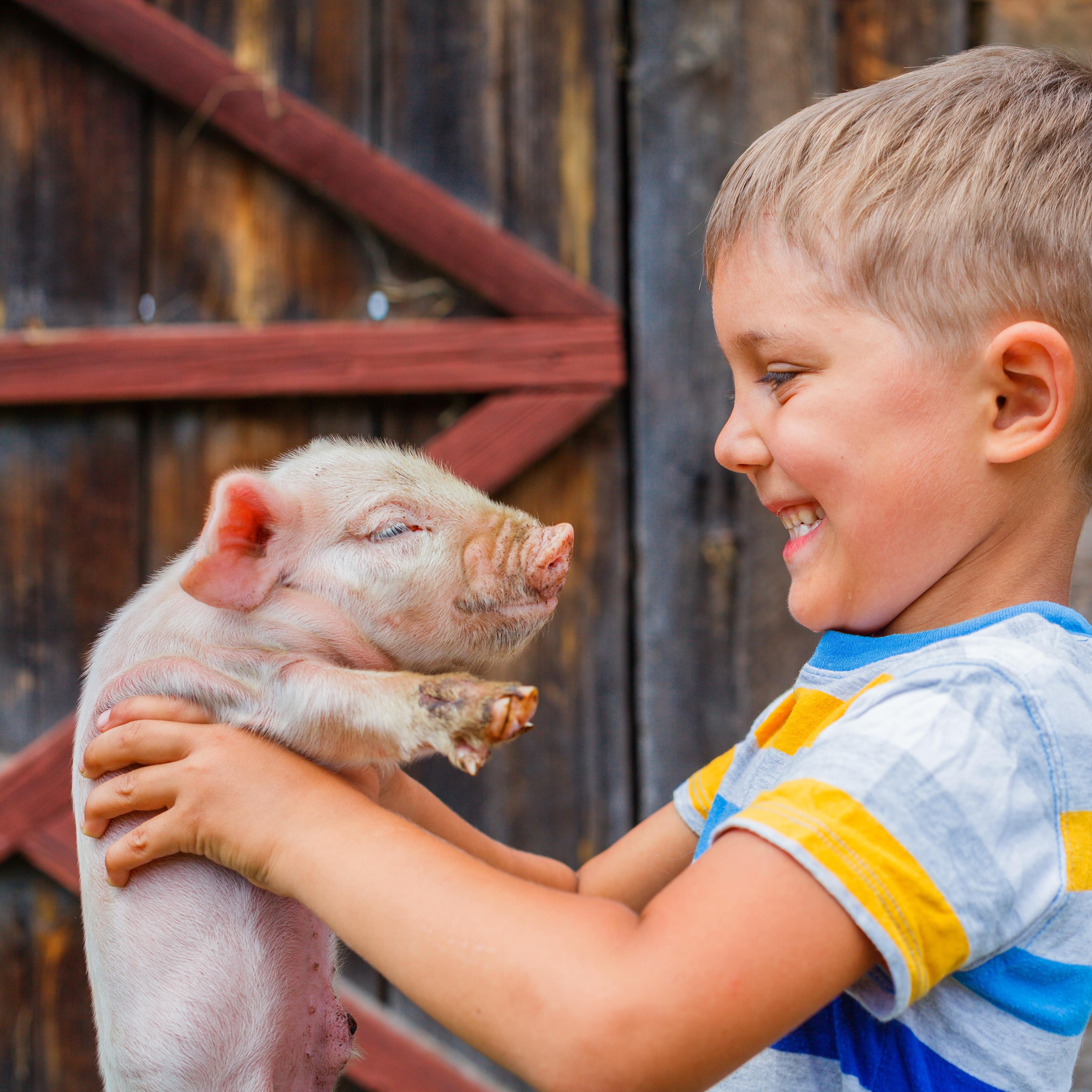 Smiling boy holding a piglet