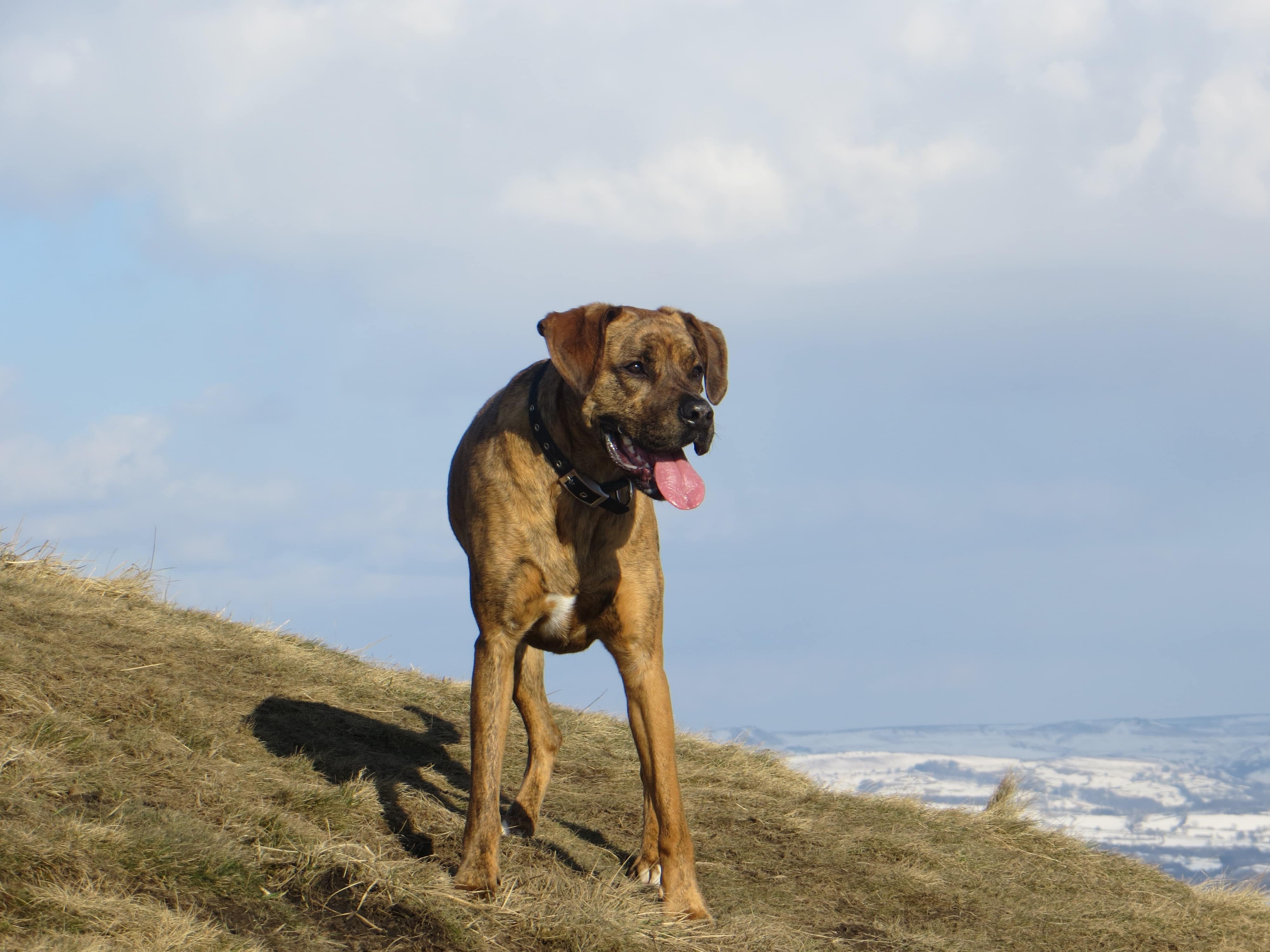 A dog enjoys the winter airs of the Peak District