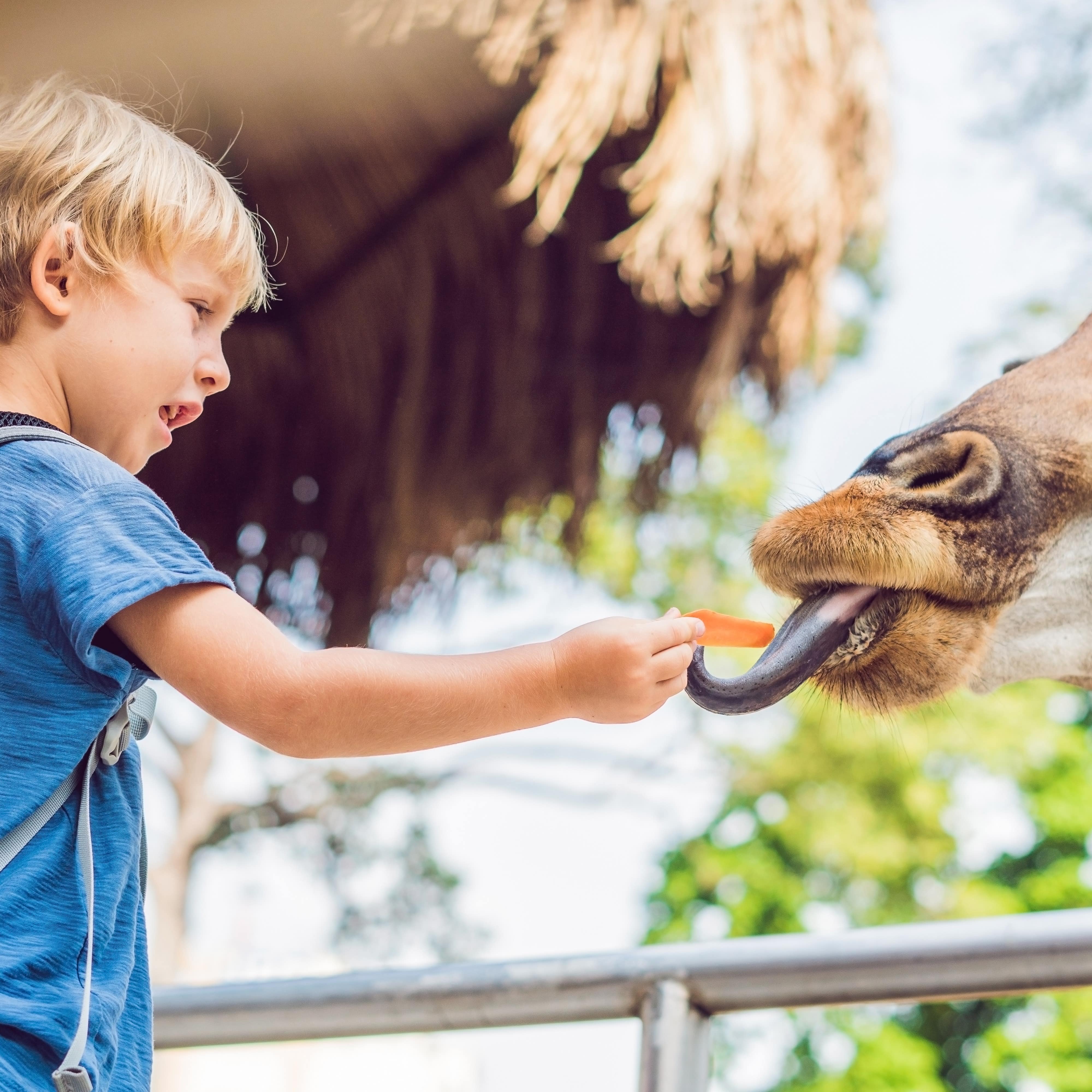 Young boy feeding giraffe at safari park