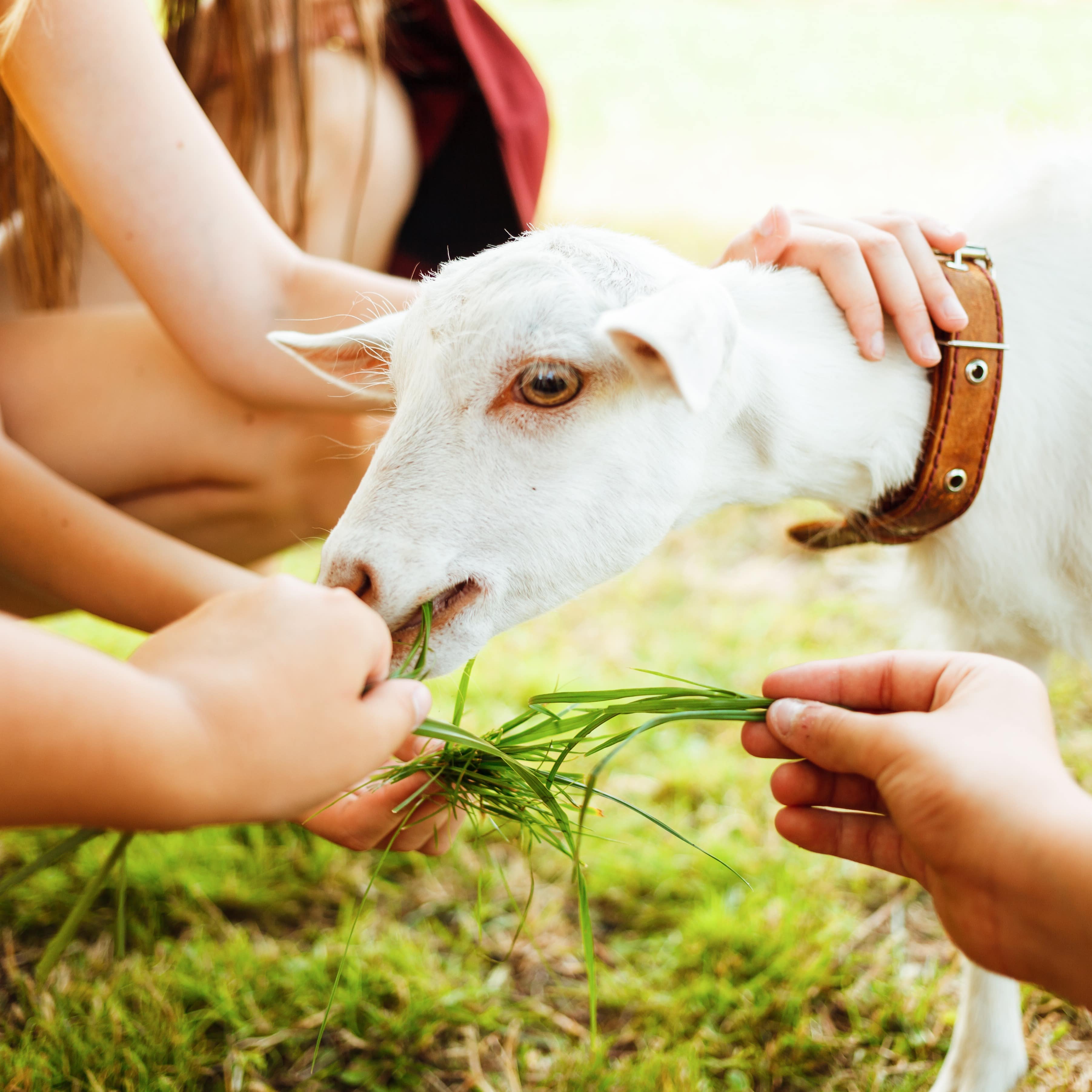 Children feeding grass to a small white goat