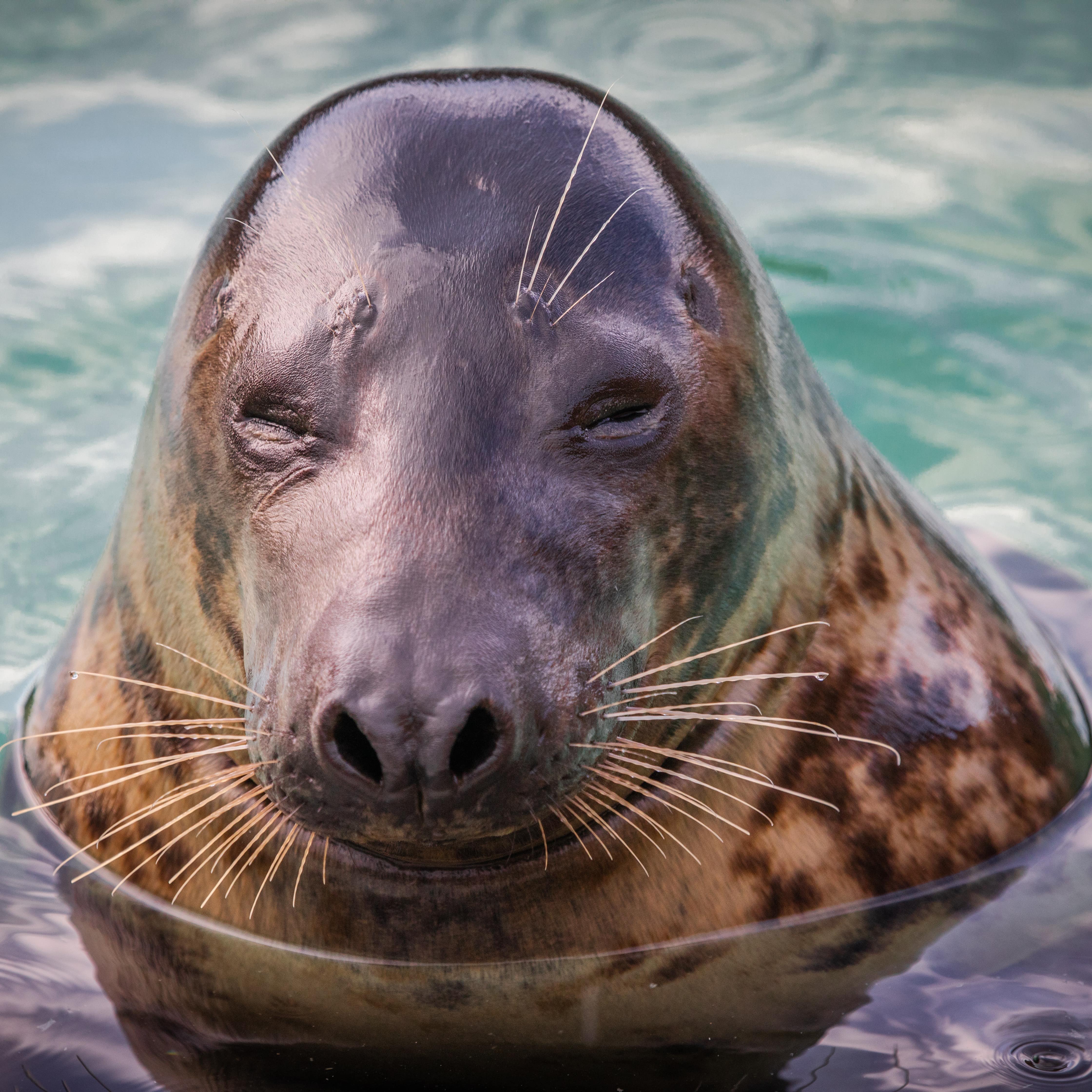 Close-up of a seal in a sanctuary