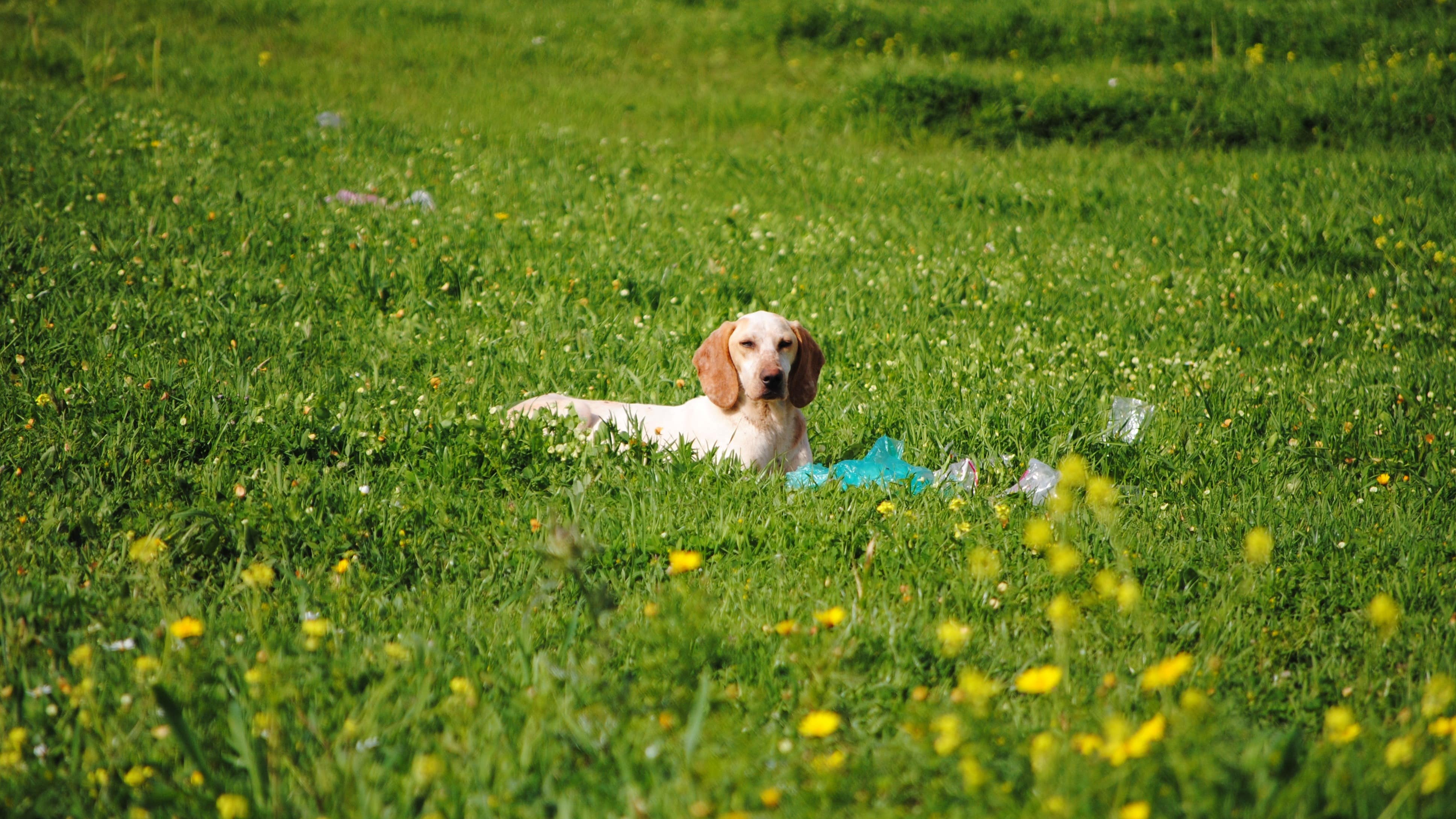 Make it an adventure to luxury dog-friendly cottages