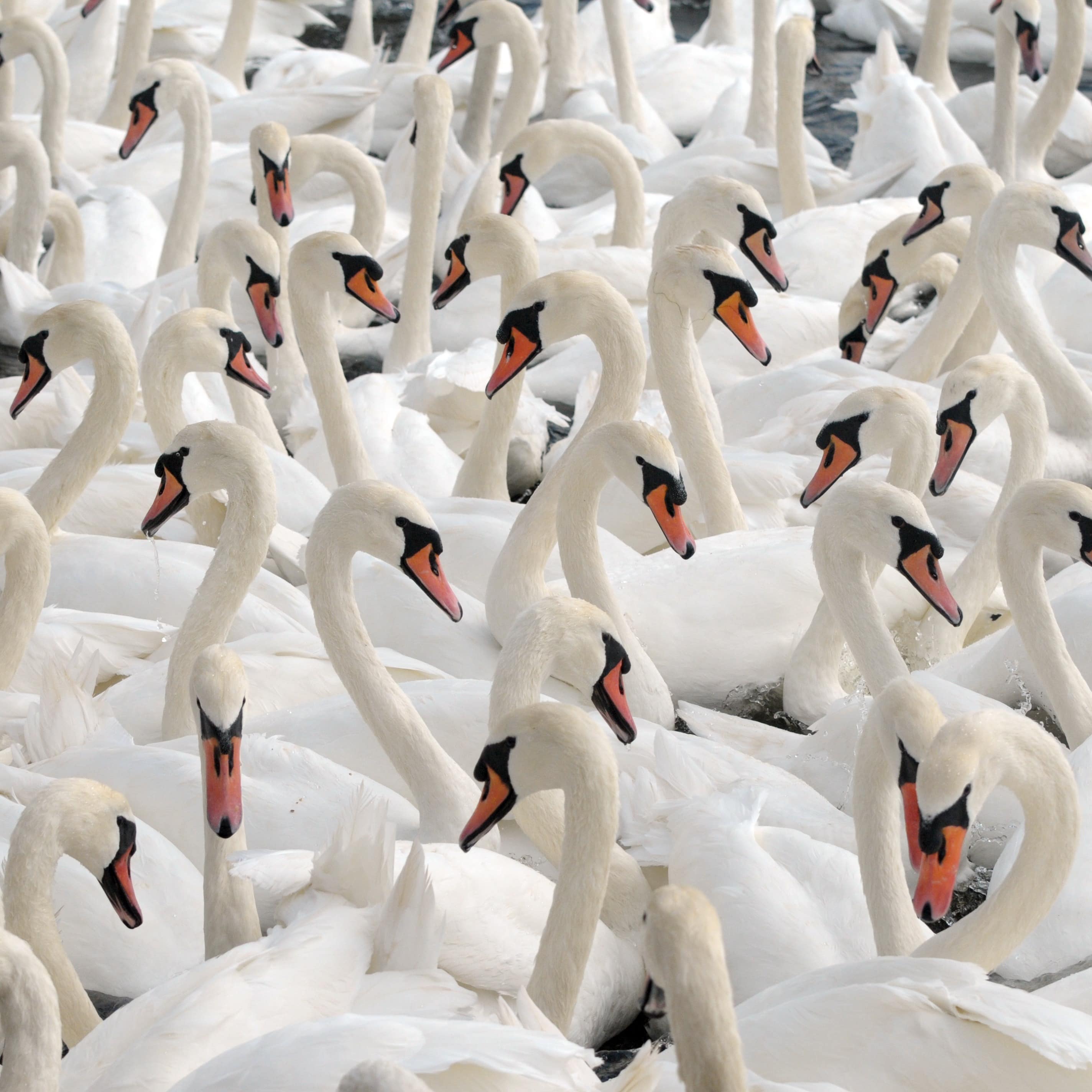 Swans feeding at Abbotsbury Swannery in Dorset