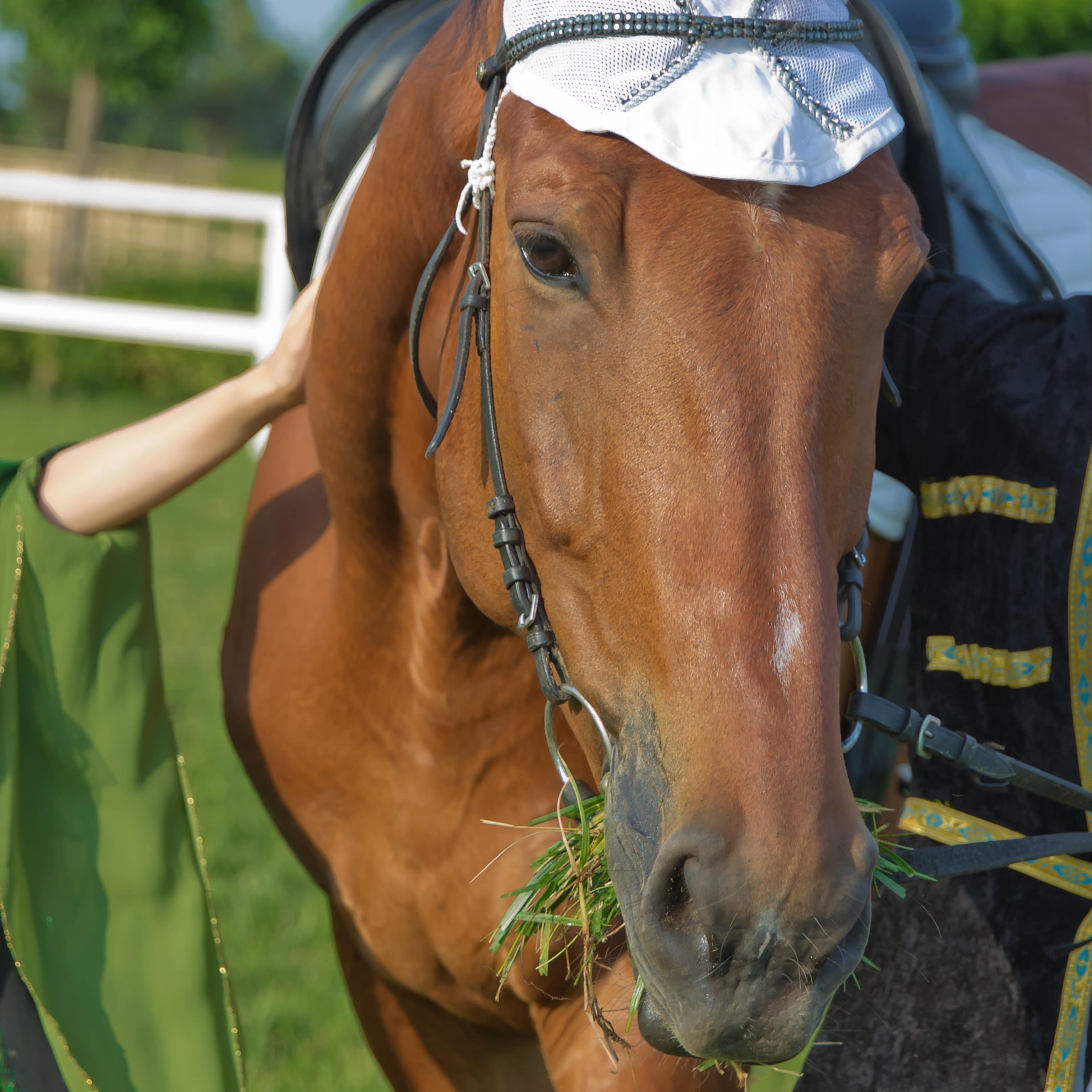 A headshot of a Suffolk Punch horse