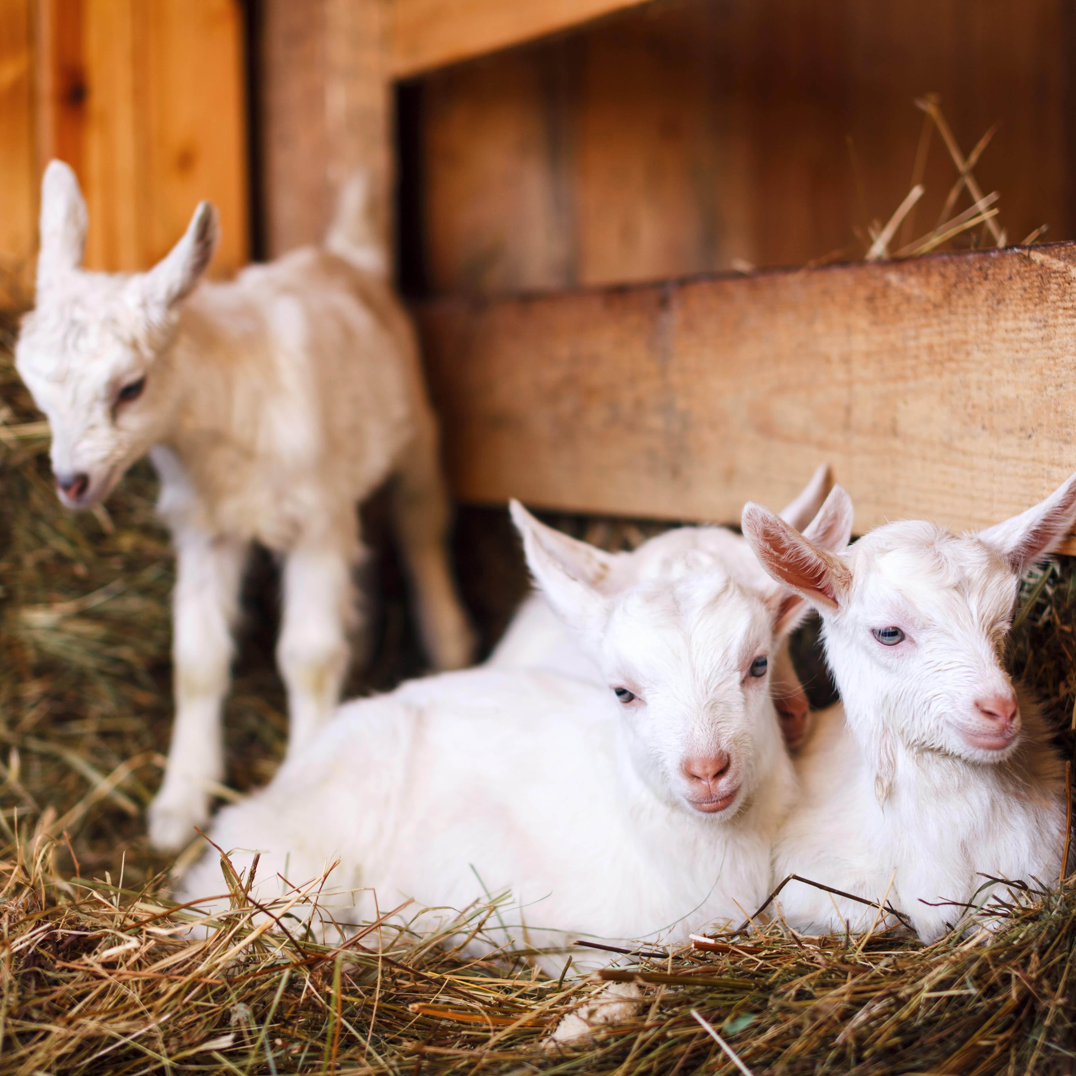 Cute white baby goats in barn cuddled together