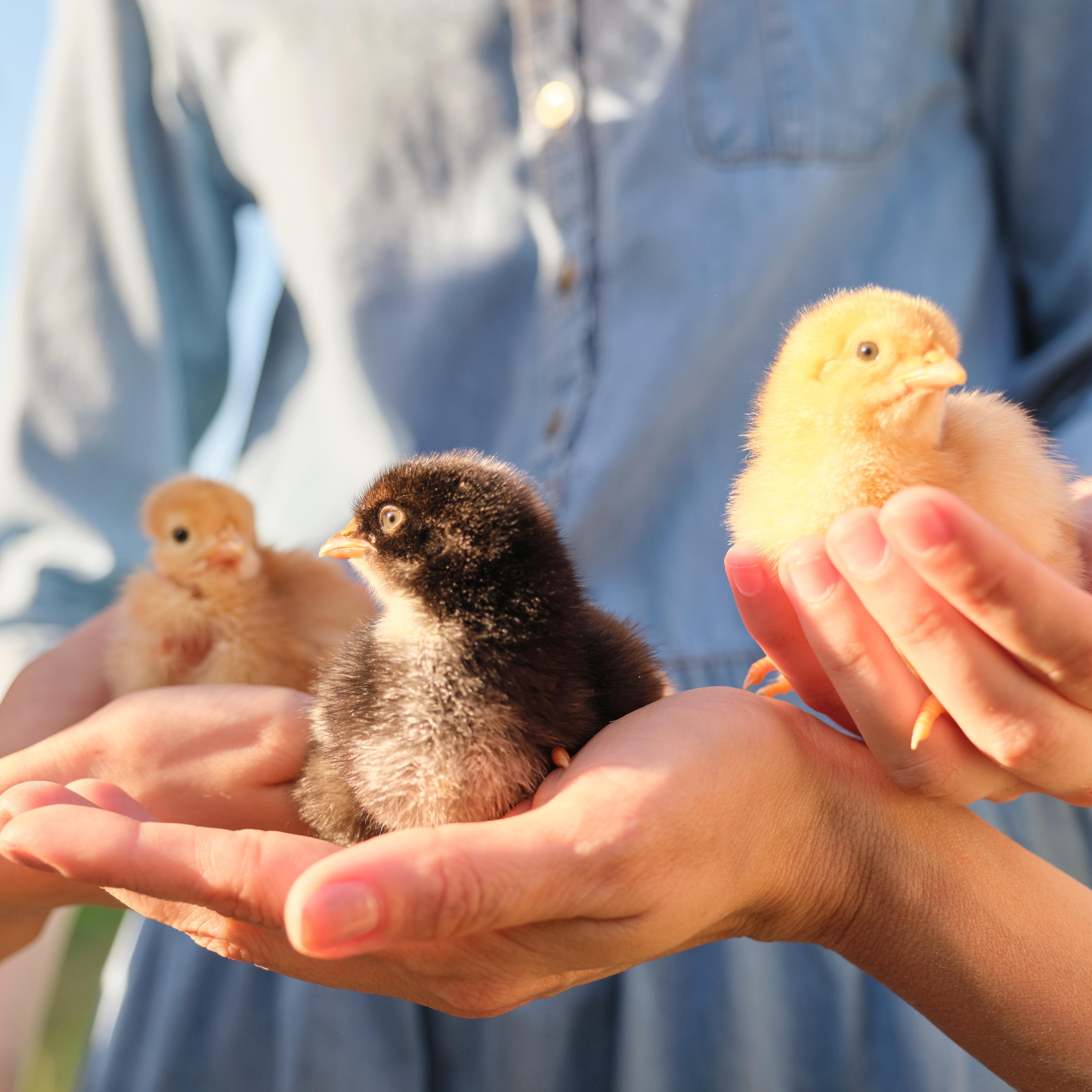 Close up of three newborn chickens in the hands of children and mother