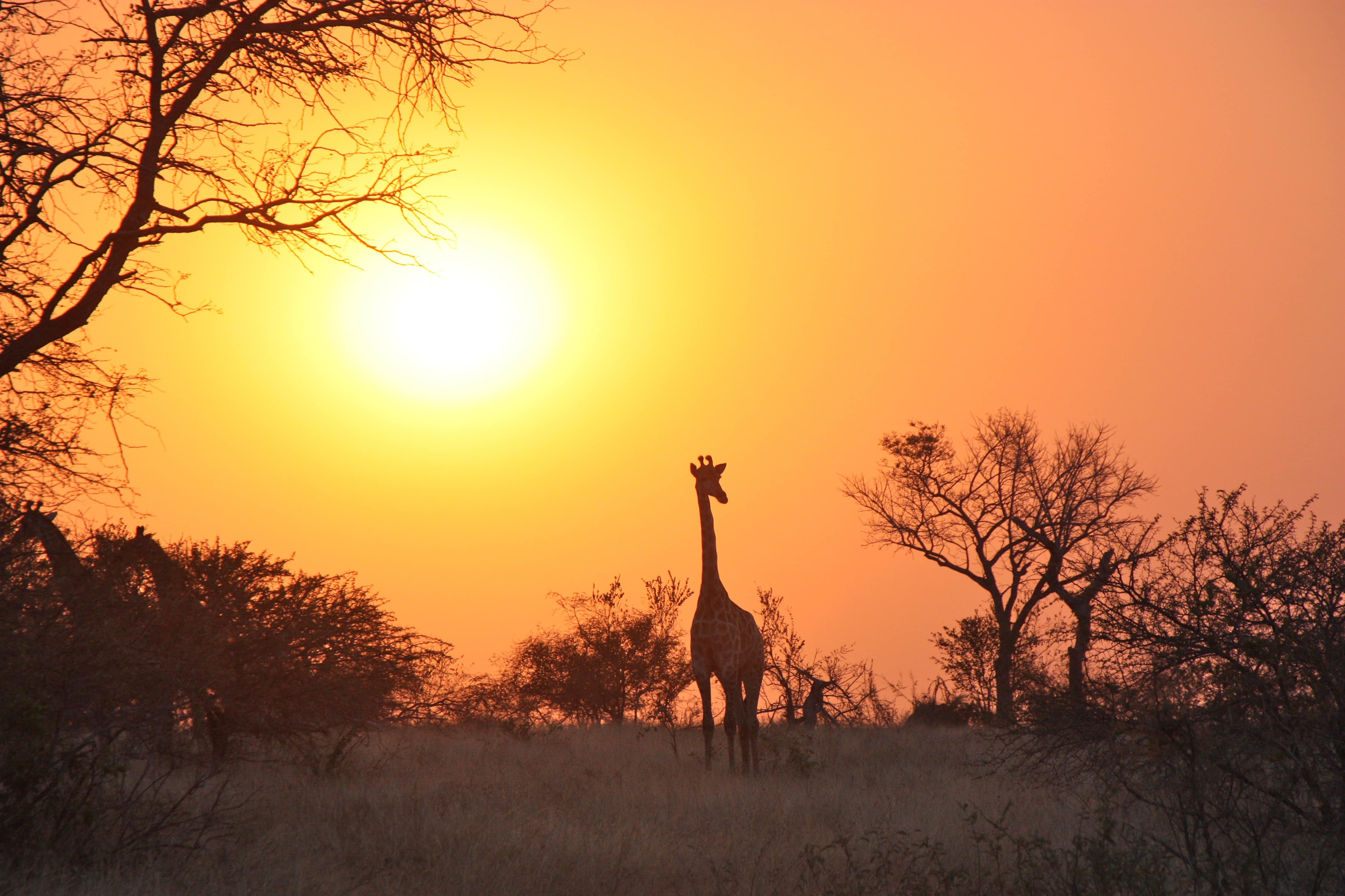A walking safari in Zambia will take you close to wild animals such as this giraffe