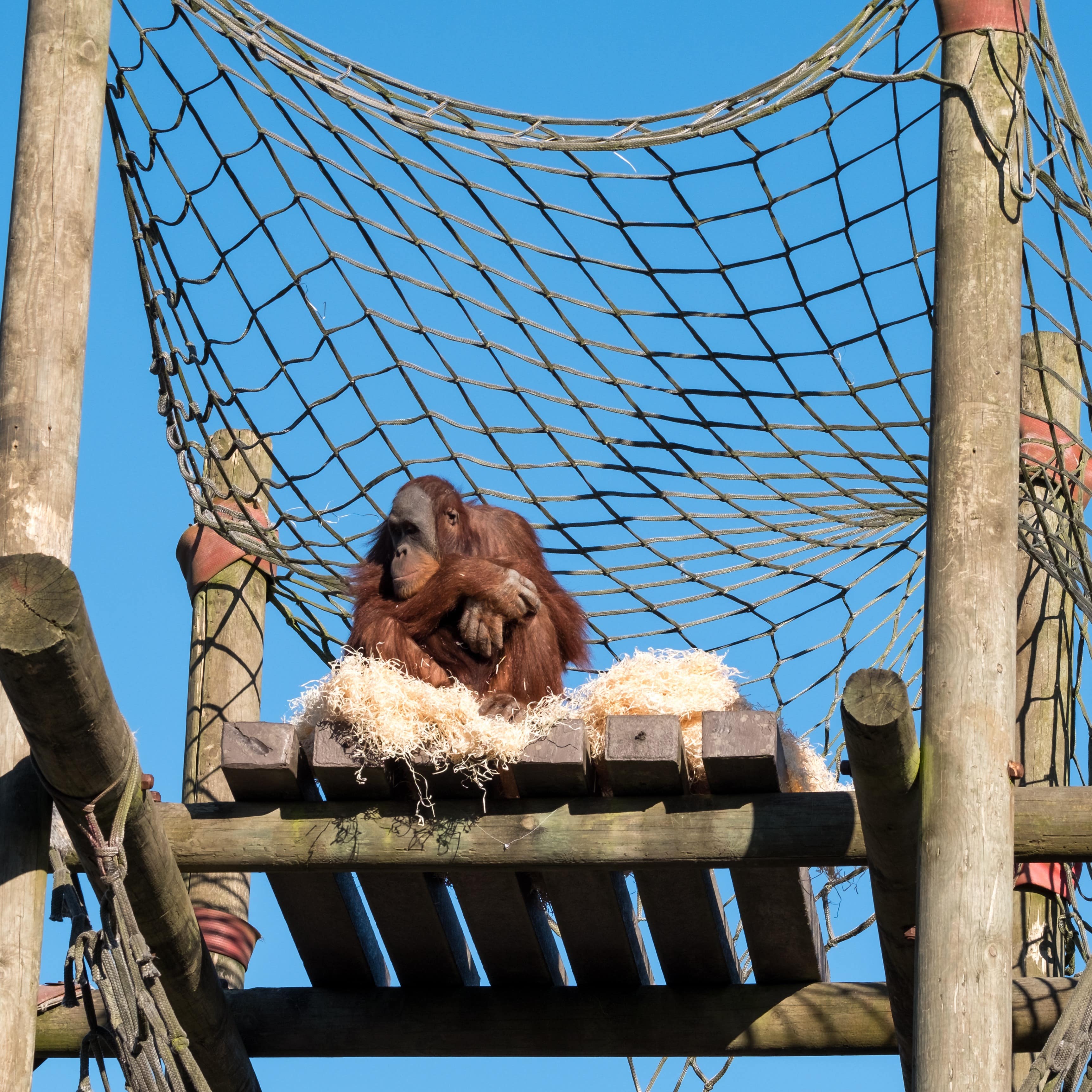 Orangutan perched at the top of a wooden structure against clear blue sky at Monkey World Ape Rescue Centre