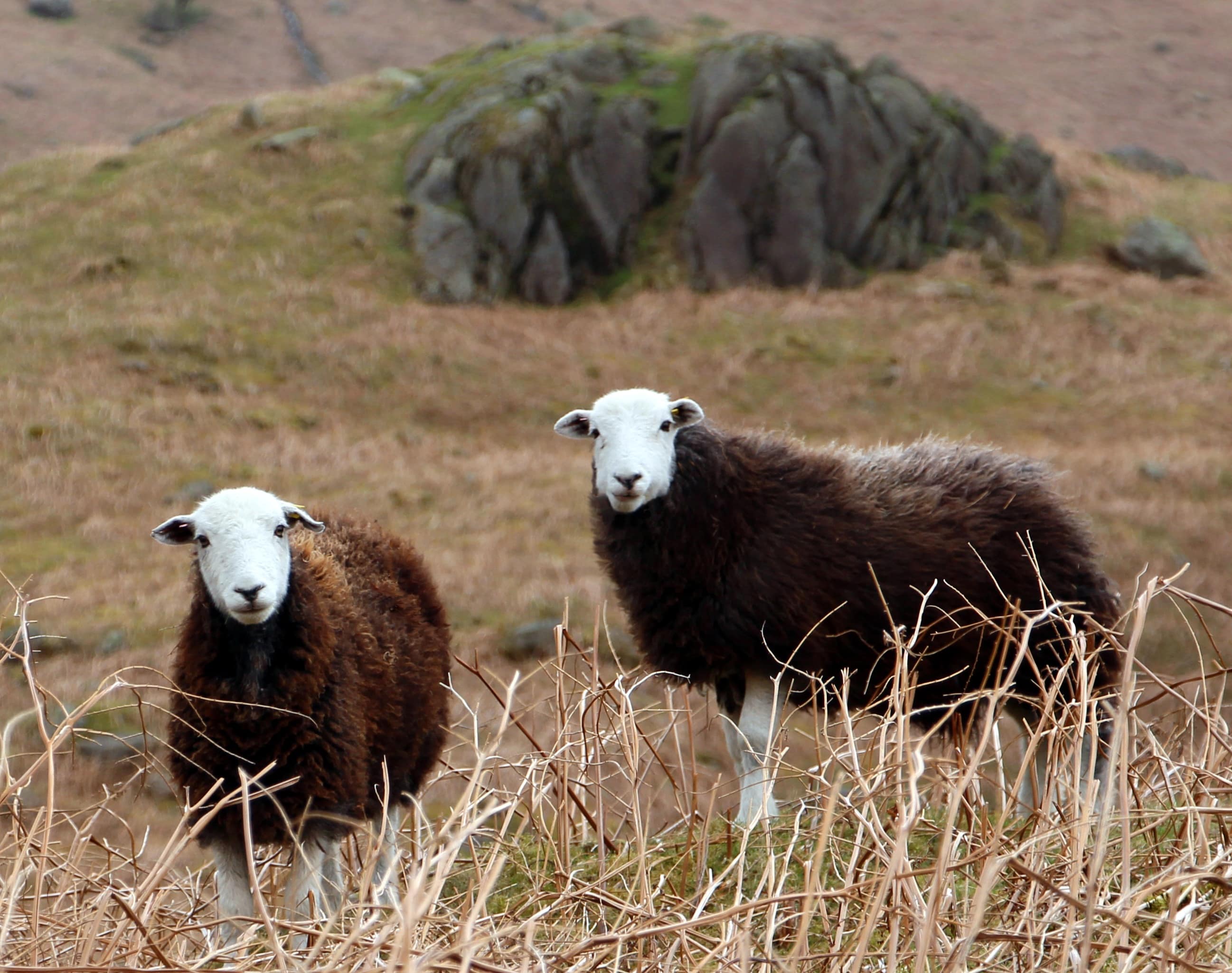 Some Lake District locals 