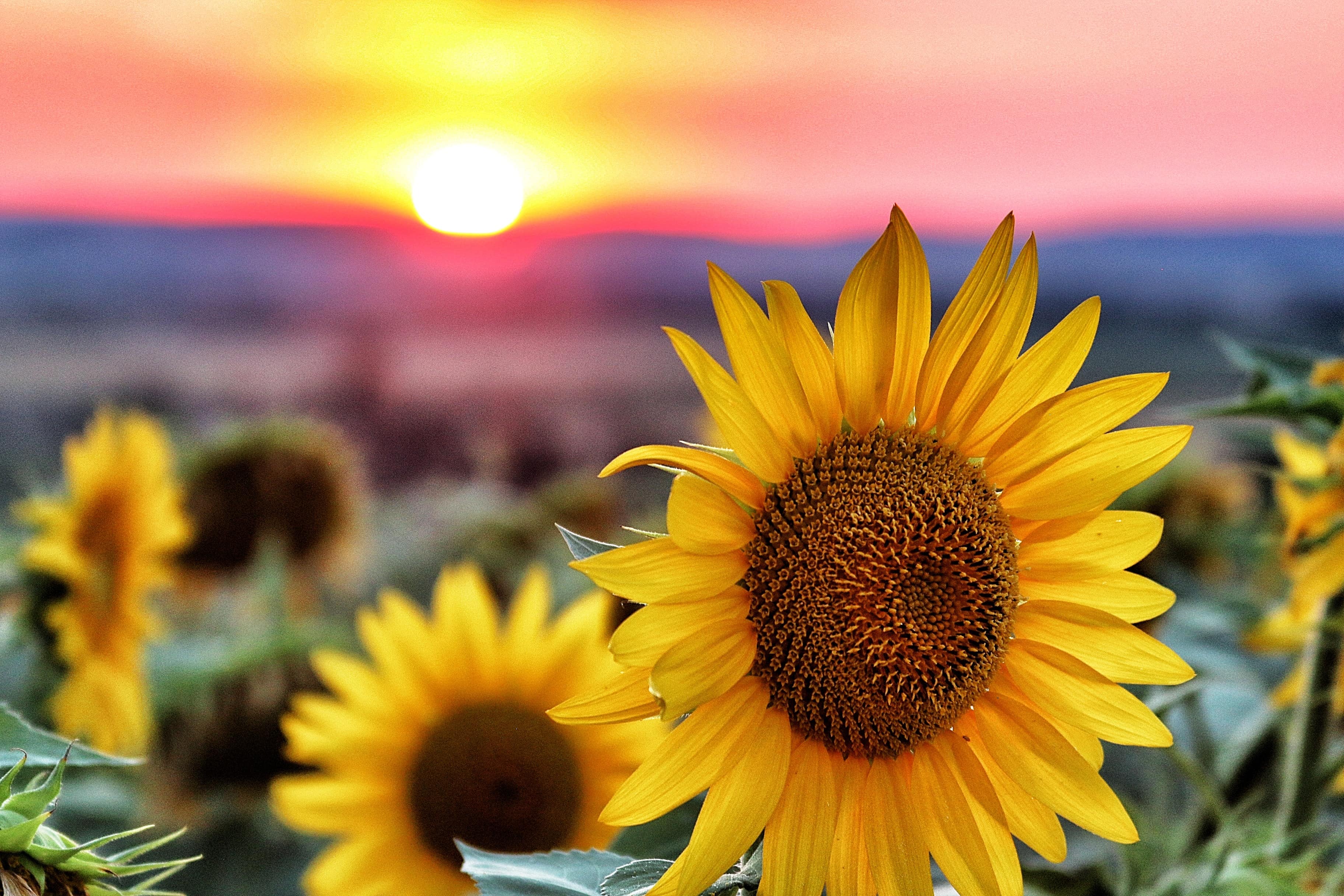 Stock image - Sunflower field at sunset in Vichy, France - Photo by Chastagner Thierry