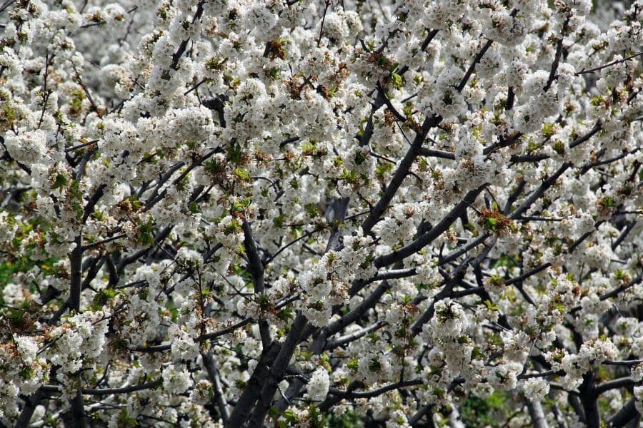 Espectaculares paisajes blancos de cerezos en flor en el valle del Jerte  