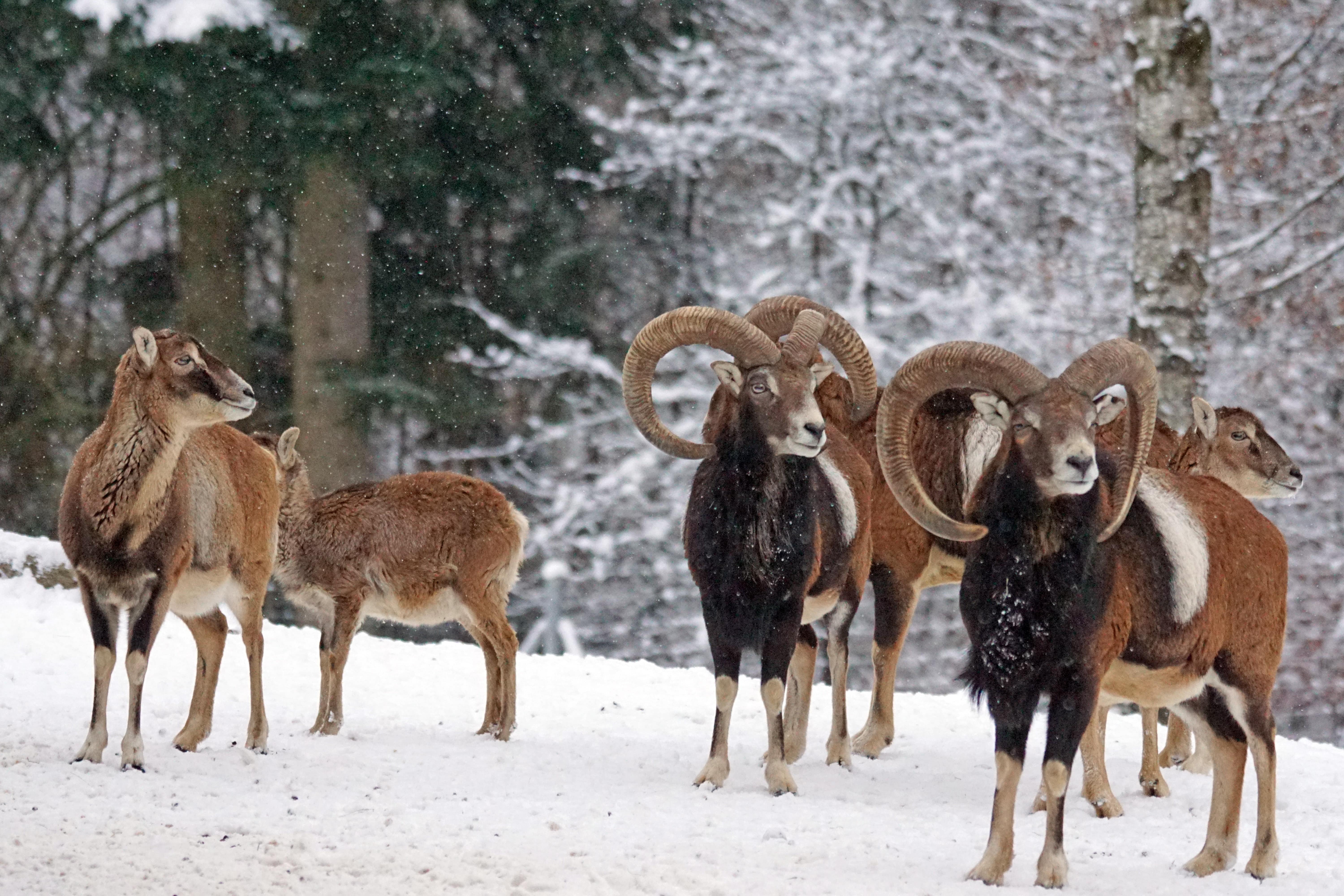 Muflone, Mouflon in snow, STOCK, Foto di Marcel Langthim da Pixabay