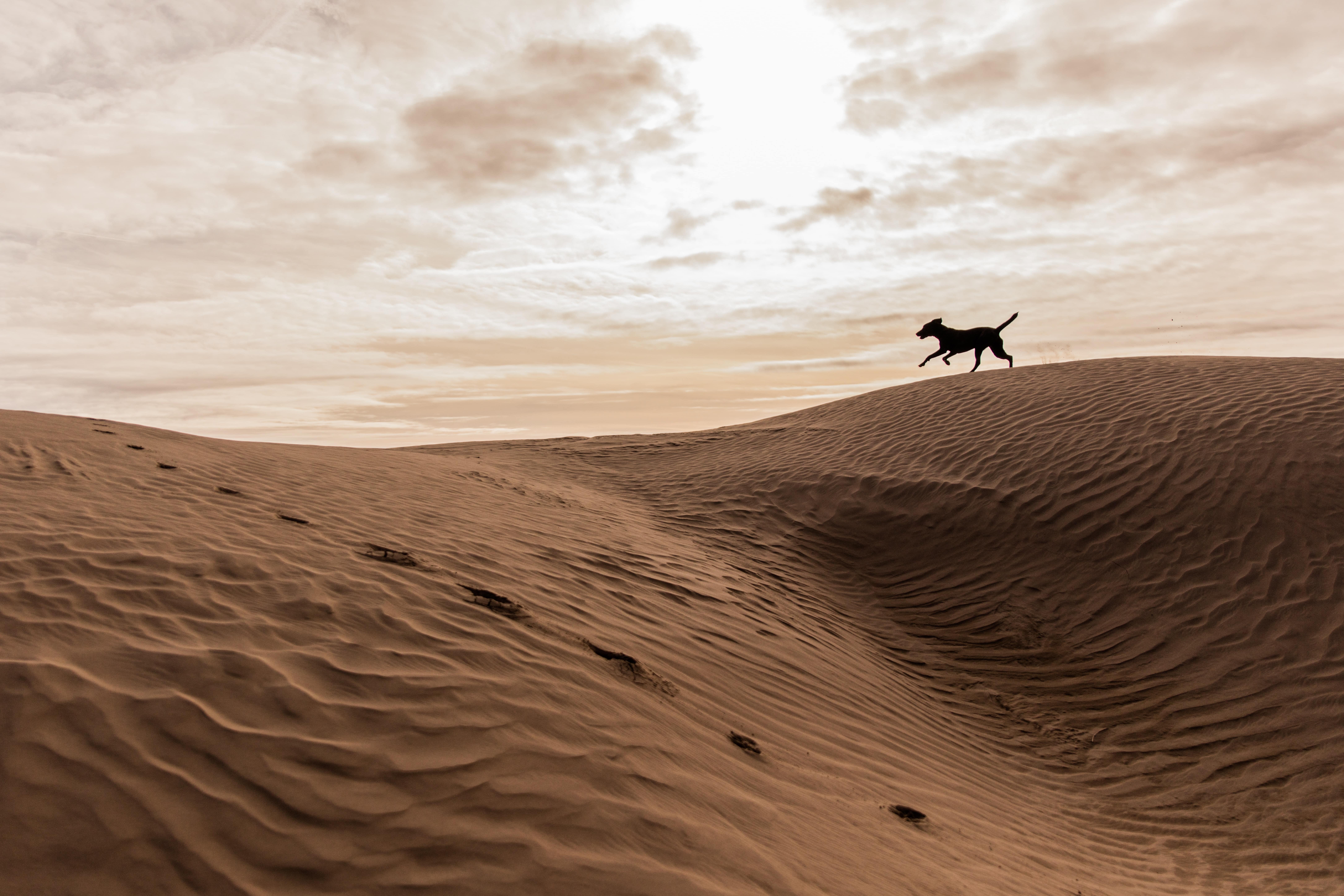 Vacanze con il cane