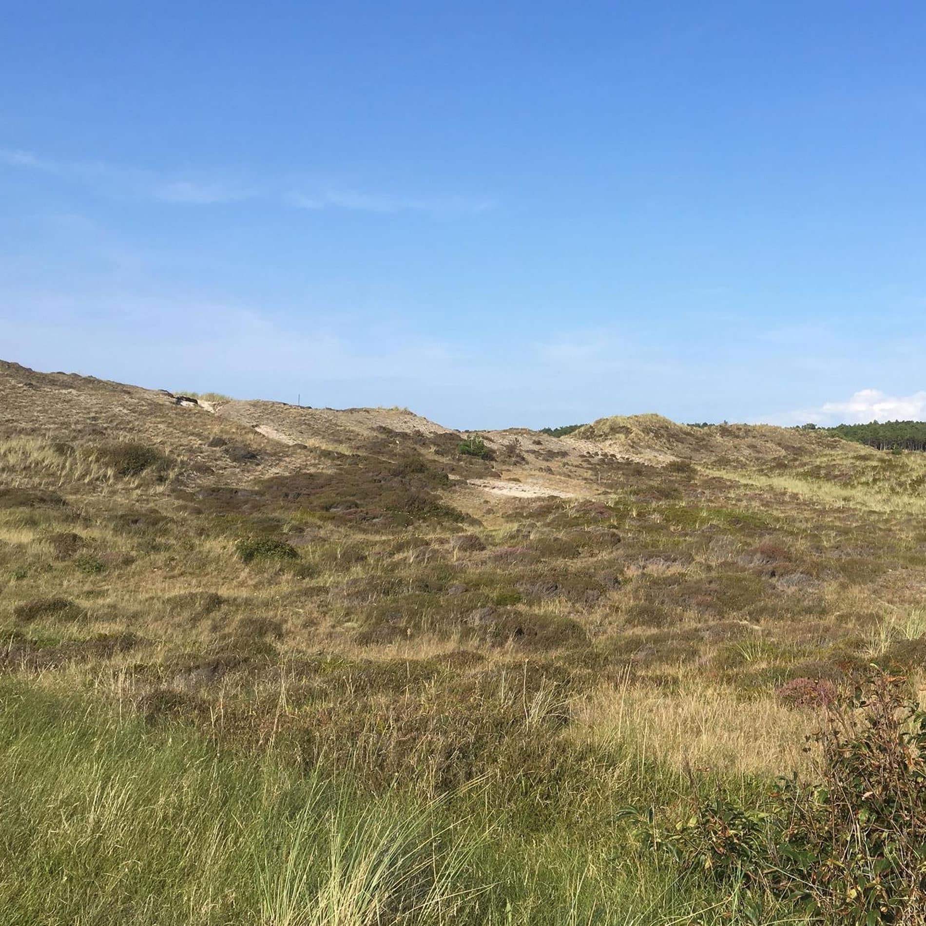 De duinen van Noord-Holland onder een helderblauwe lucht