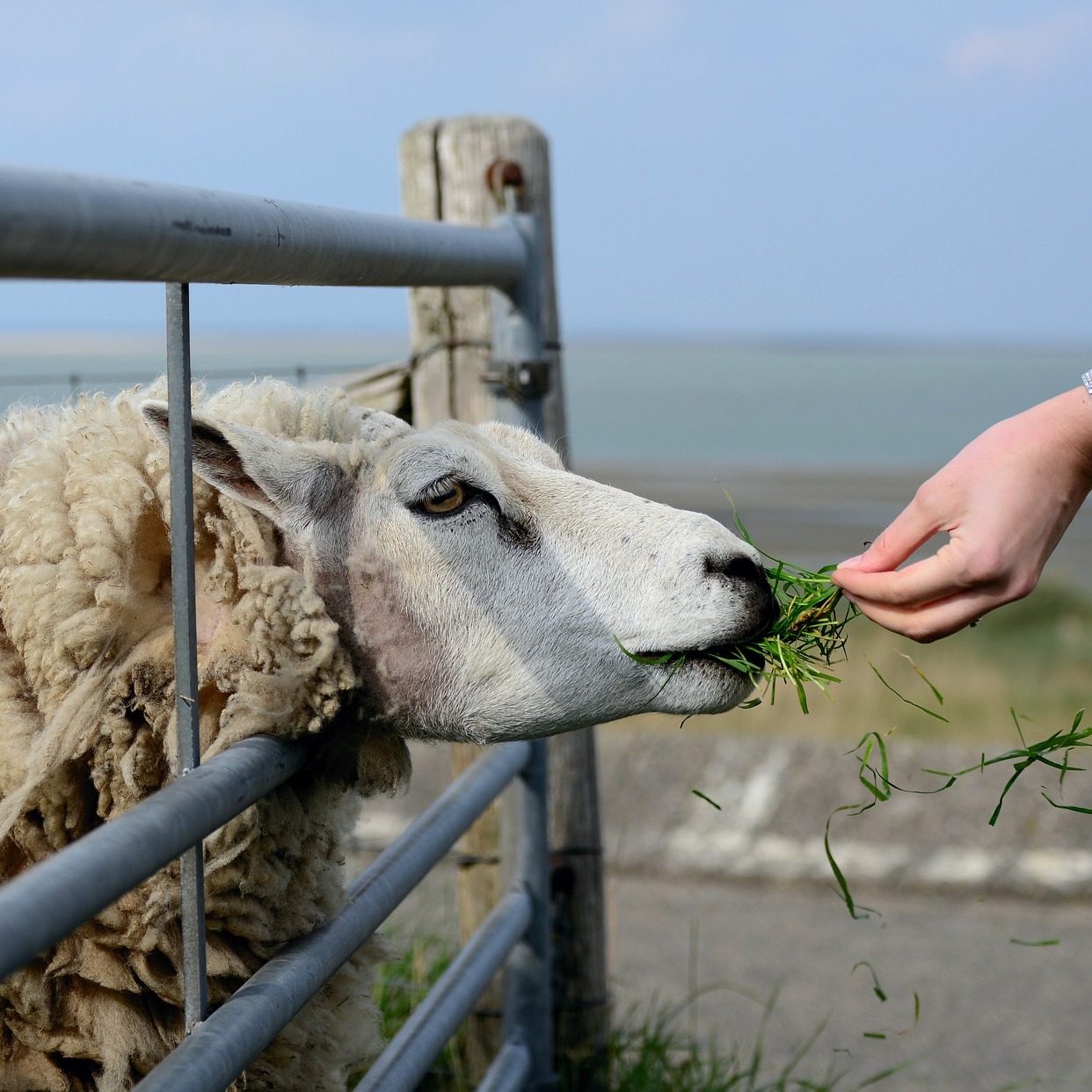 Iemand geeft een Texels schaap te eten