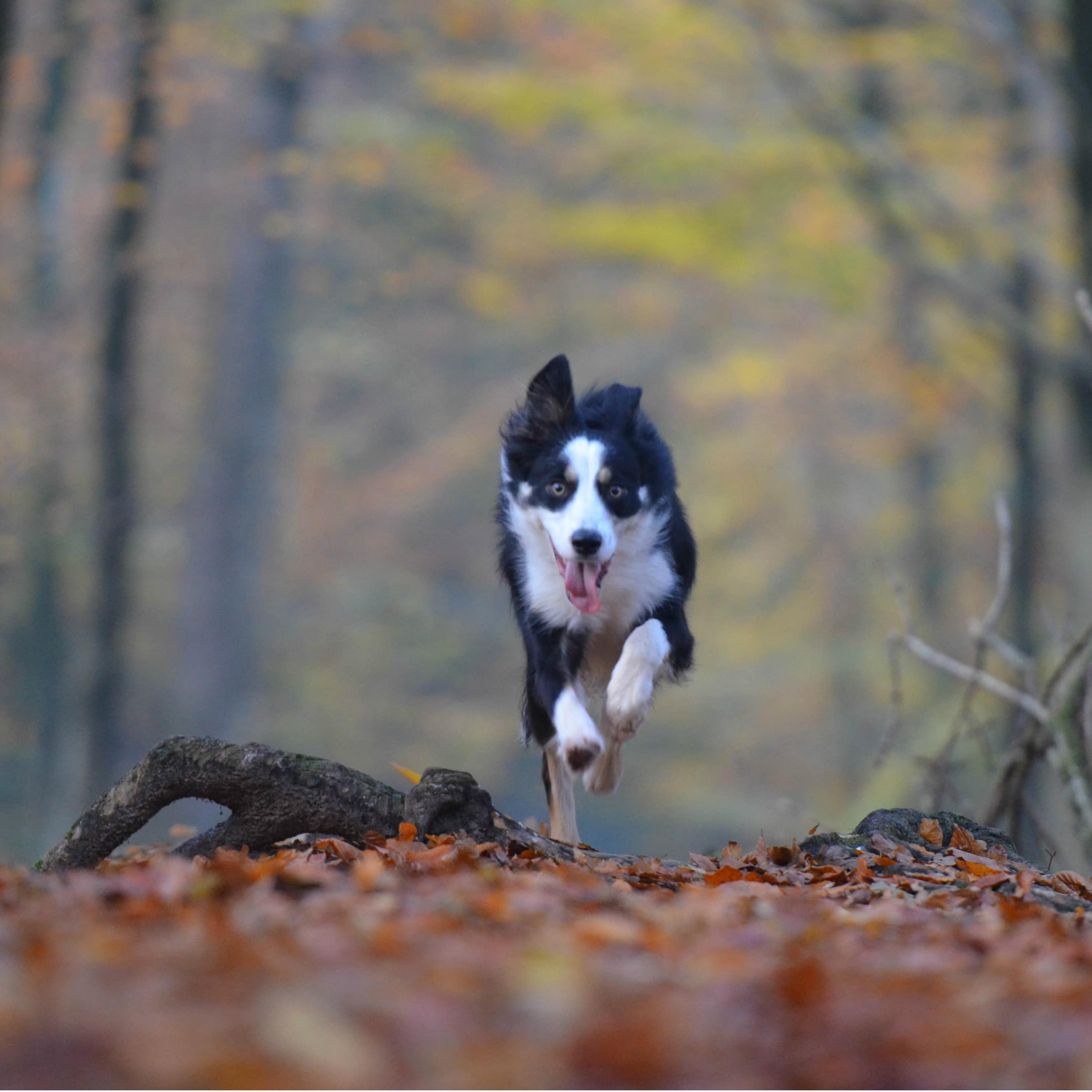 Rennende hond in herfstbos