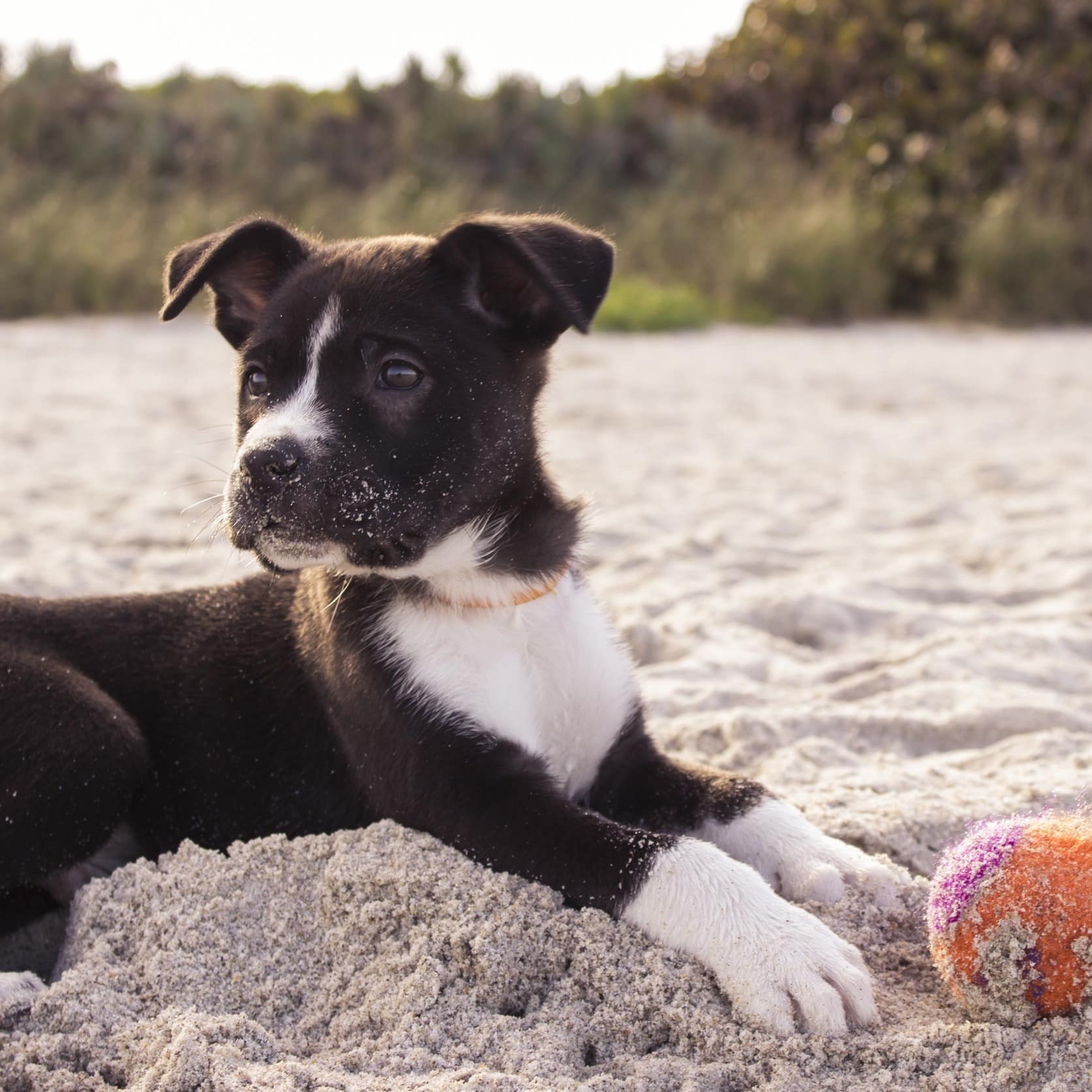 jury Neem een ​​bad Thespian De beste stranden voor een vakantie met hond