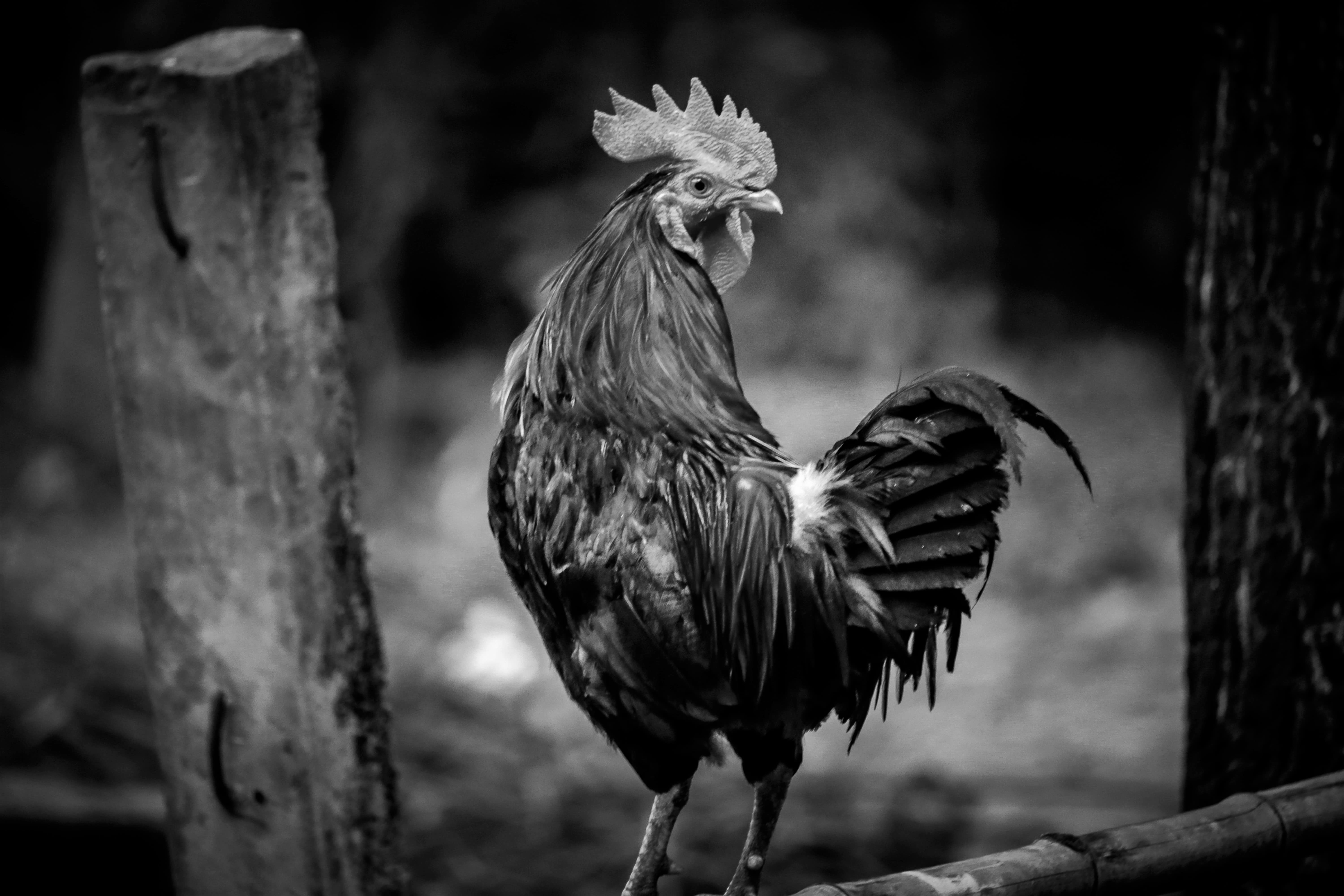 Stock image - chinese reis horoscoop - Chicken / Cockerel / Rooster - Photo by Kazi Faiz Ahmed Jeem on Unsplash